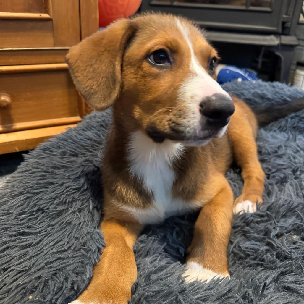 Enlarge NY Jared Avail Aug 26 (MTK Hotel Mount Kisco), a Adoptable Mixed Breed in Eastford, CT image 2/3