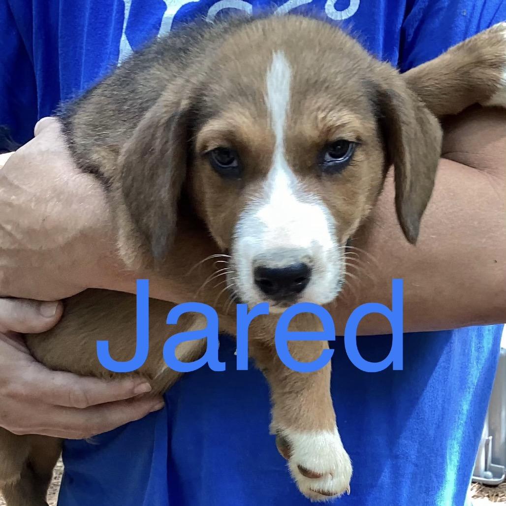Enlarge NY Jared Avail Aug 26 (MTK Hotel Mount Kisco), a Adoptable Mixed Breed in Eastford, CT image 3/3