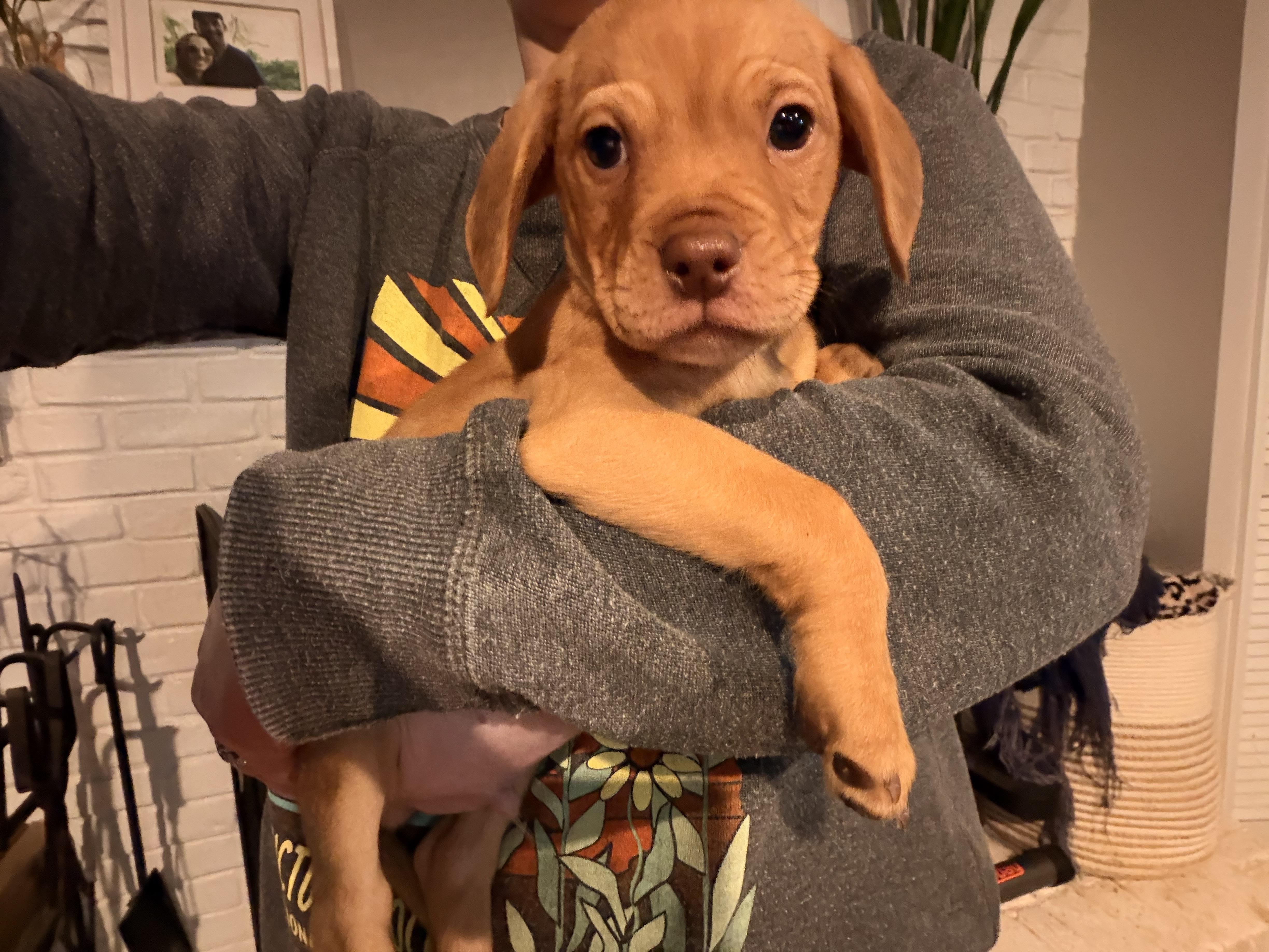 Scout, a ADOPTABLE mixed breed in Byron, IL image 2/5