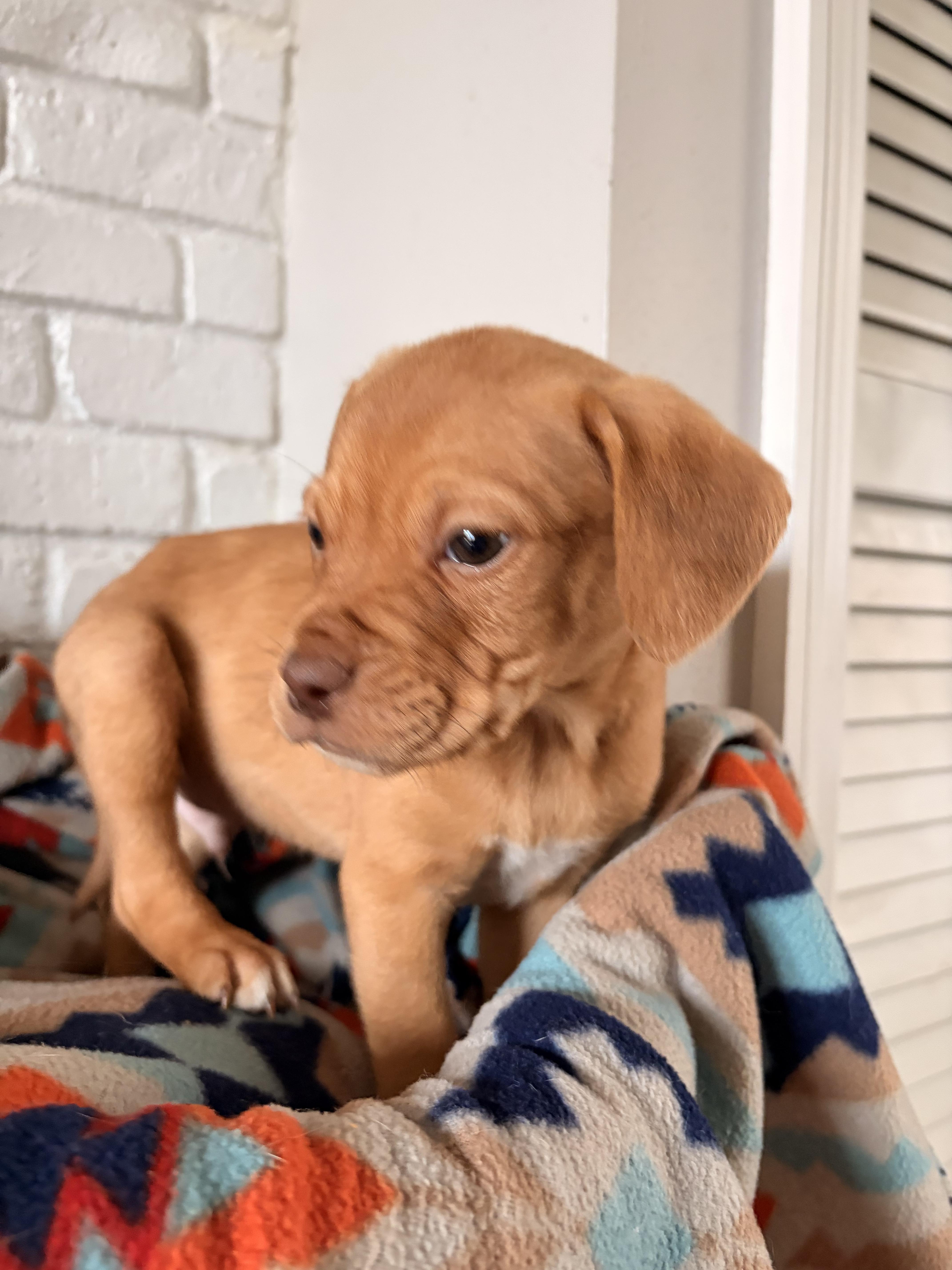 Scout, a ADOPTABLE mixed breed in Byron, IL image 4/5