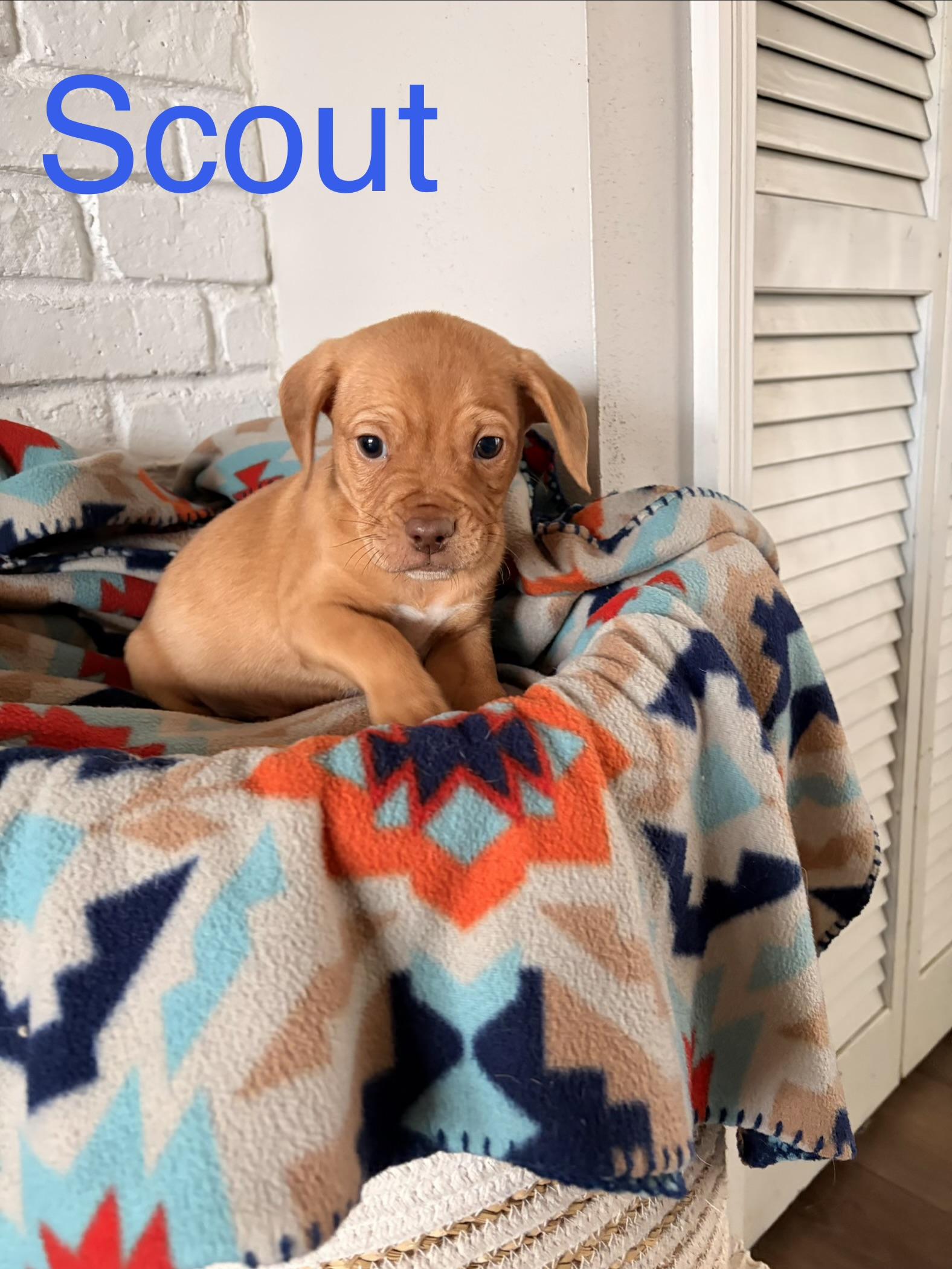 Scout, ADOPTABLE, Puppy Male Beagle.