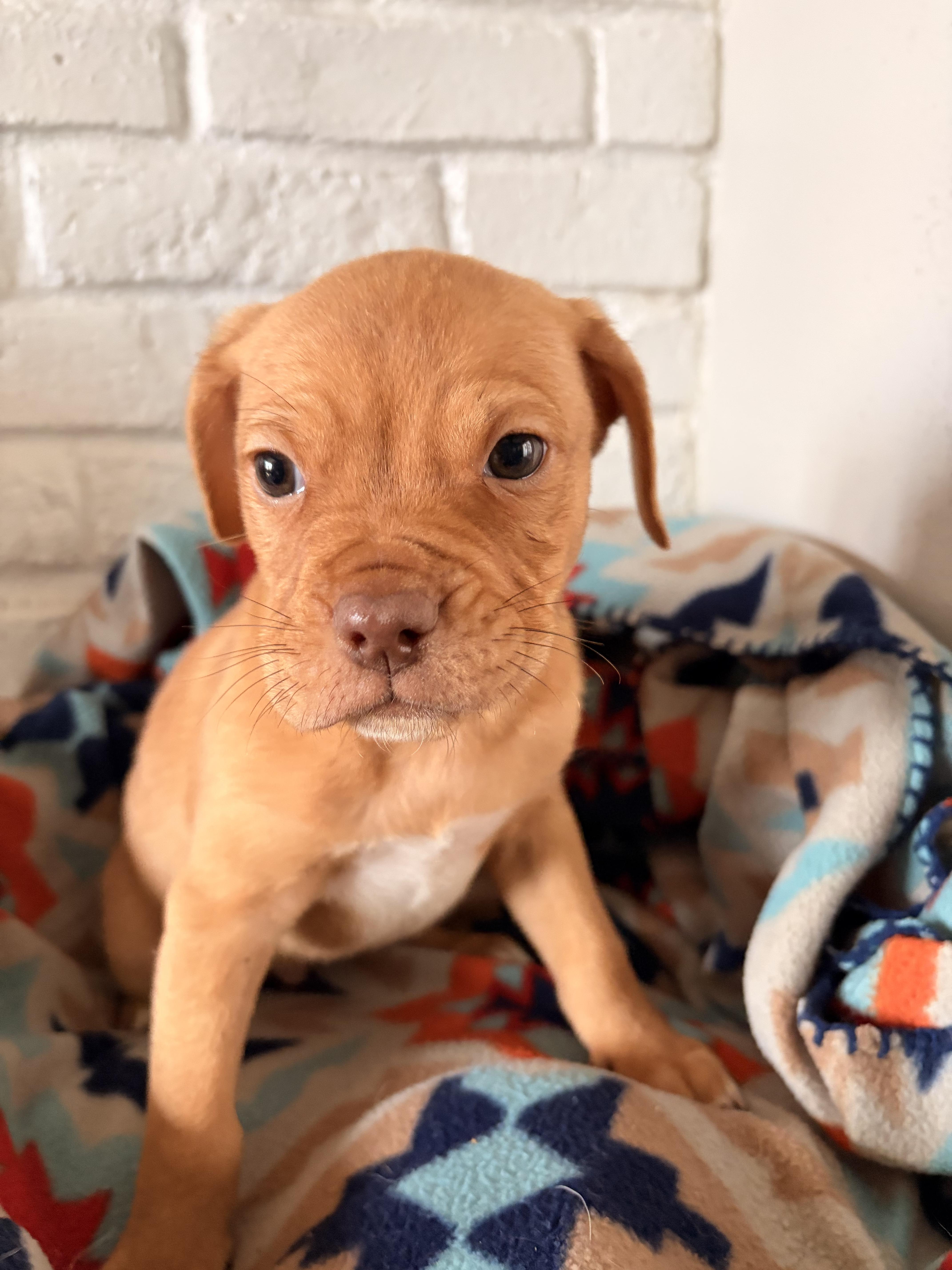 Scout, a ADOPTABLE mixed breed in Byron, IL image 3/5