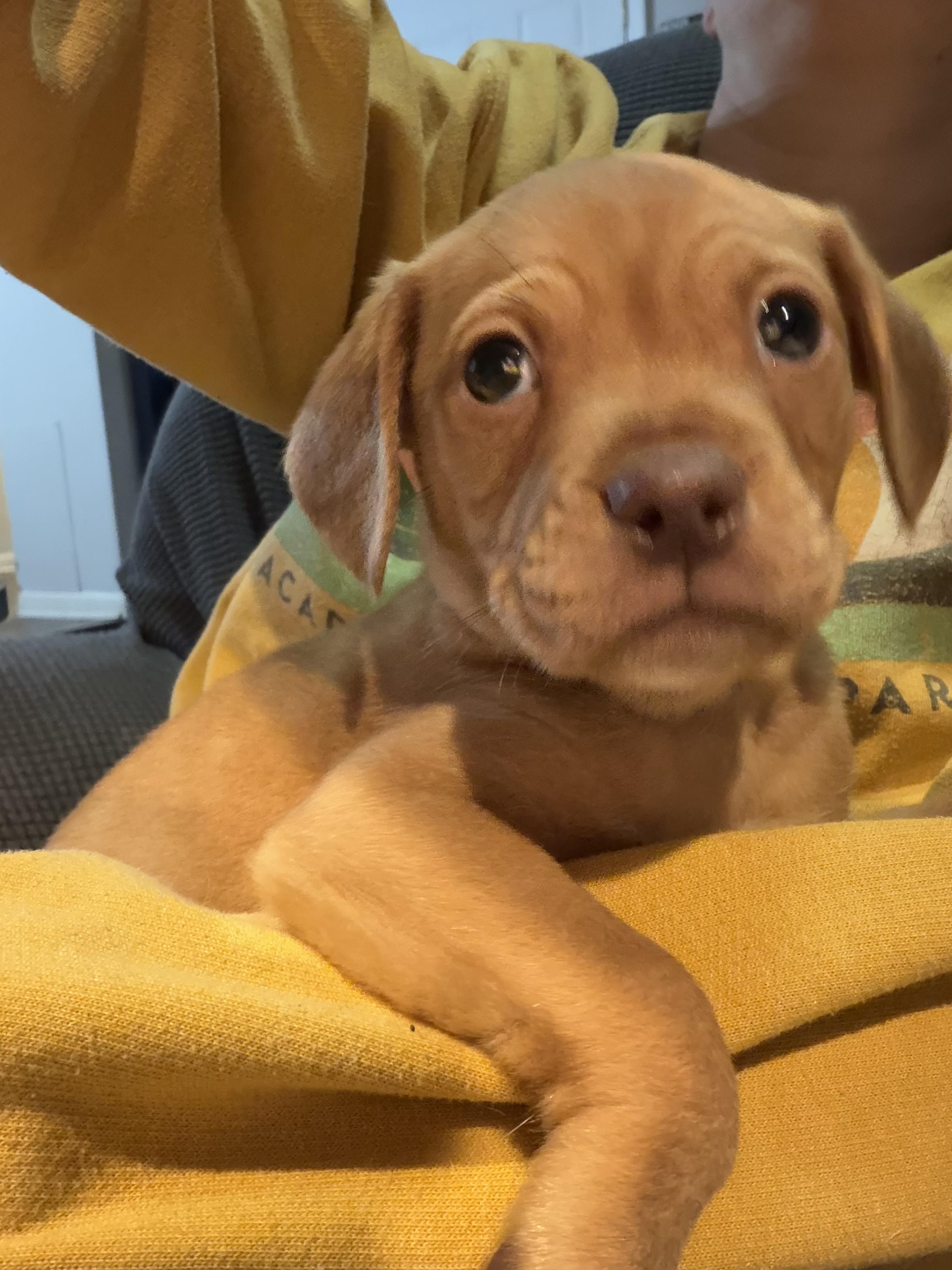 Scout, a ADOPTABLE mixed breed in Byron, IL image 5/5