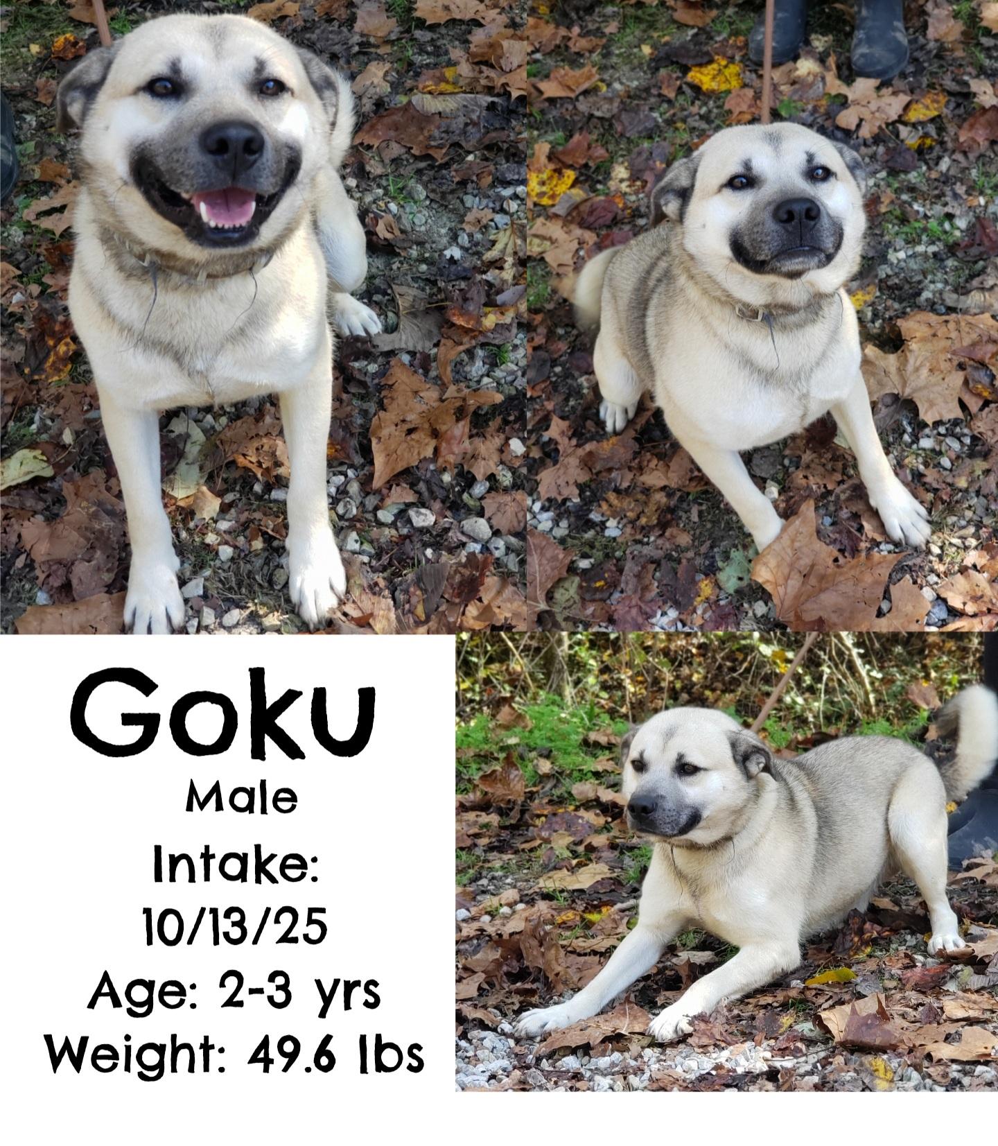 Enlarge Goku, a Adoptable mixed breed in Staffordsville, KY image 1/1