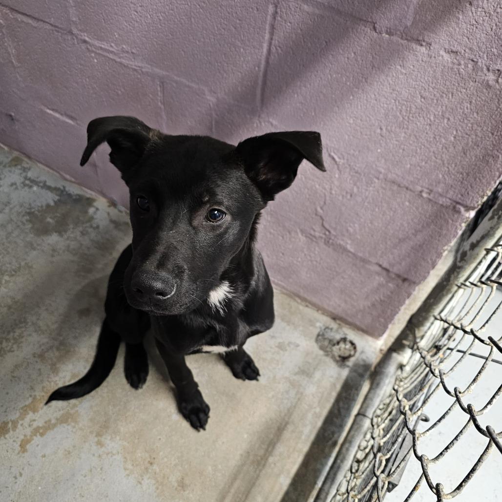 Enlarge Ferb, a Adoptable Mixed Breed in Pulaski, TN image 1/2