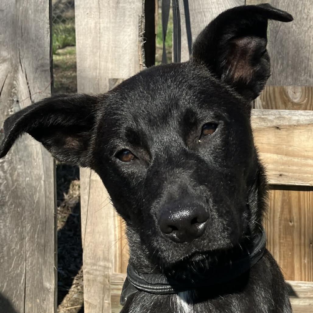 Ferb, Adoptable, Young Male Mixed Breed.