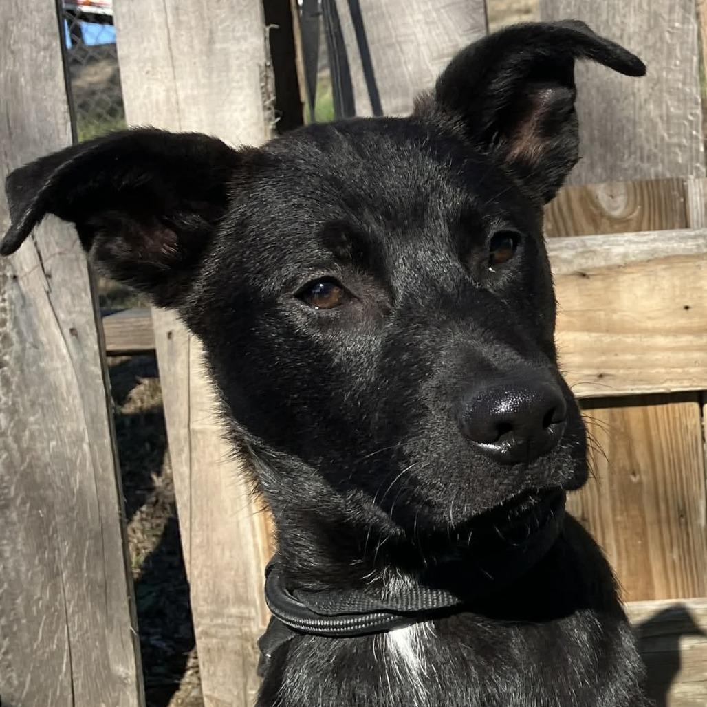 Enlarge Ferb, a Adoptable Mixed Breed in Pulaski, TN image 2/3