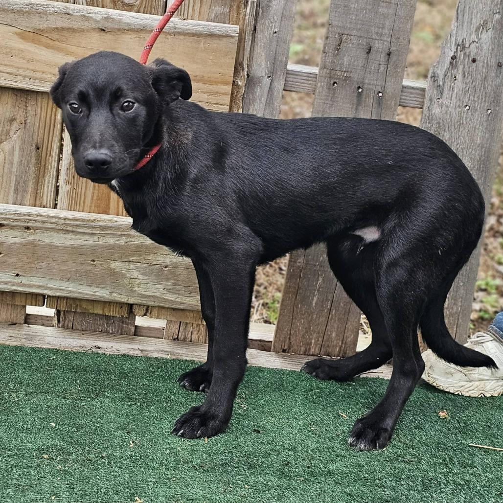 Enlarge Ferb, a Adoptable Mixed Breed in Pulaski, TN image 2/2