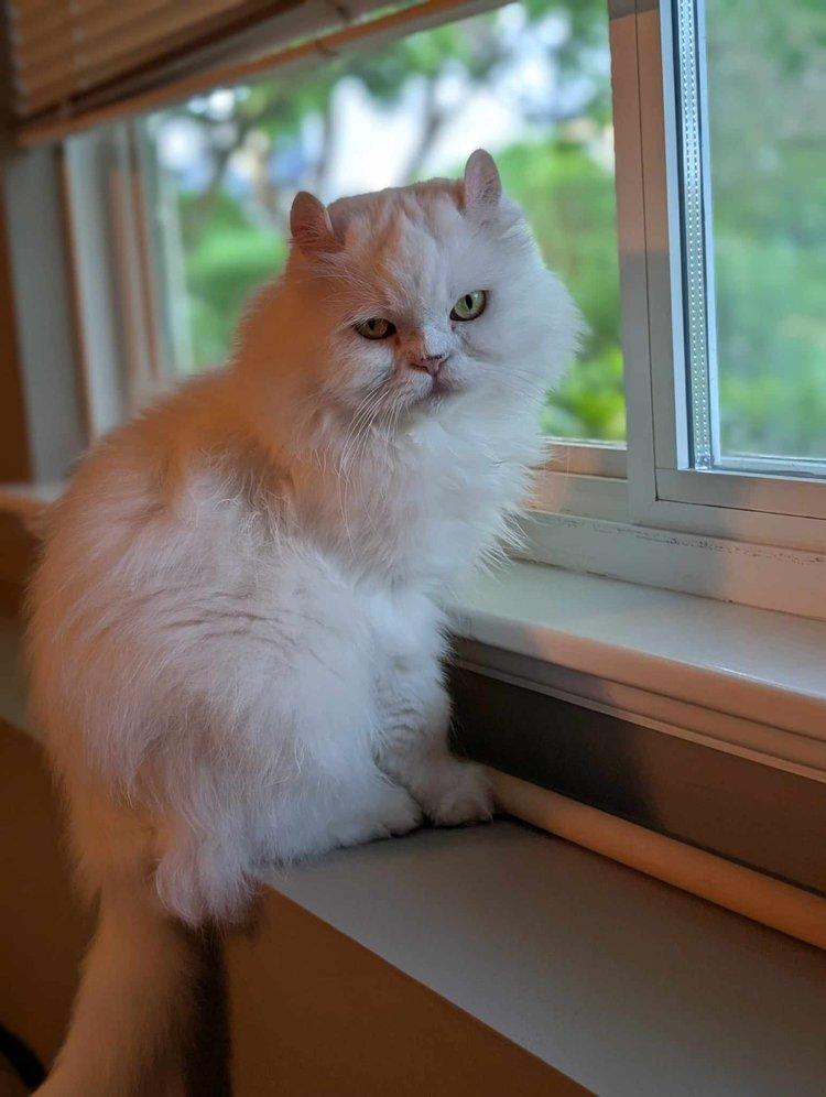 Maxie, an adoptable Persian in Abbotsford, BC, V3G 2L5 | Photo Image 2