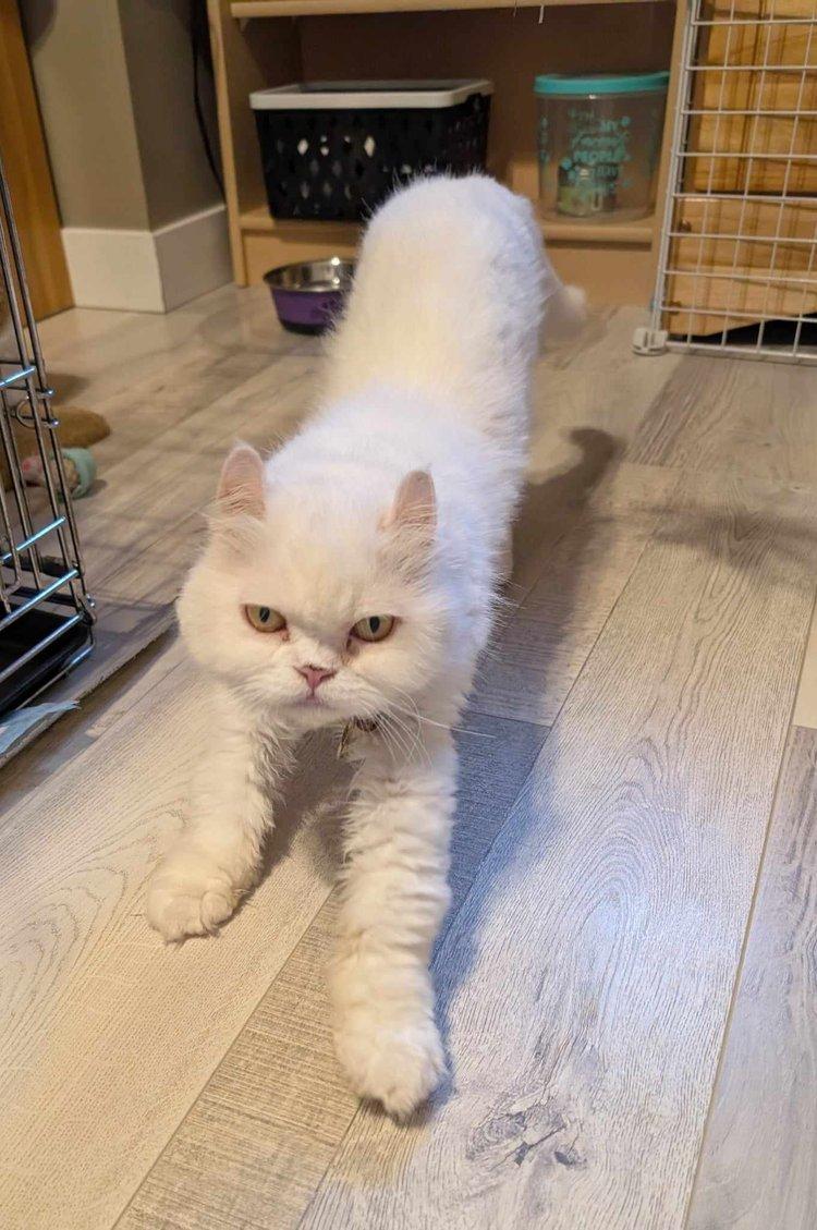 Maxie, an adoptable Persian in Abbotsford, BC, V3G 2L5 | Photo Image 3