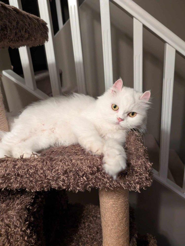 Maxie, an adoptable Persian in Abbotsford, BC, V3G 2L5 | Photo Image 1