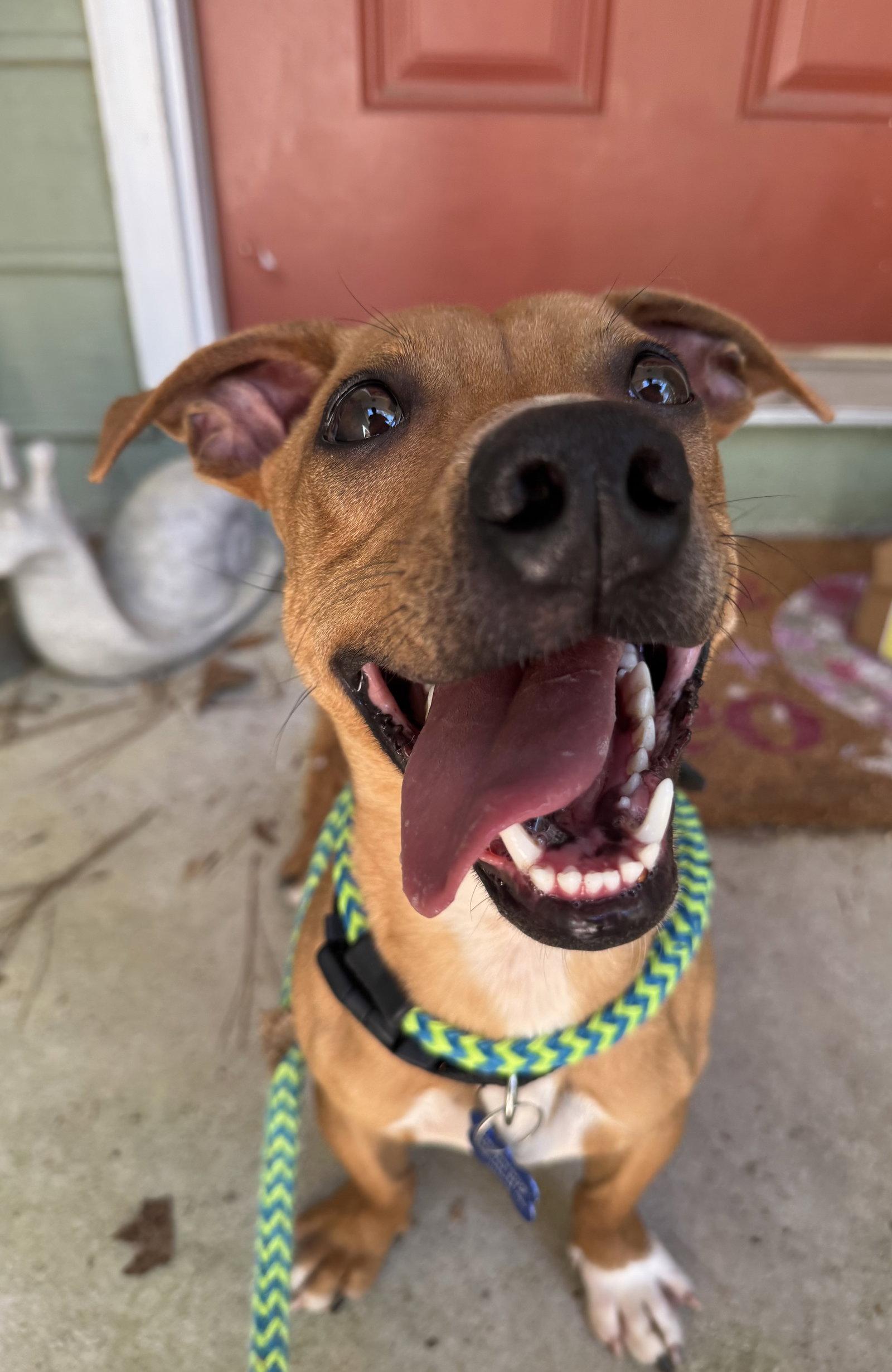 Jackson Brown, Adoptable, Young Male Terrier & Corgi.