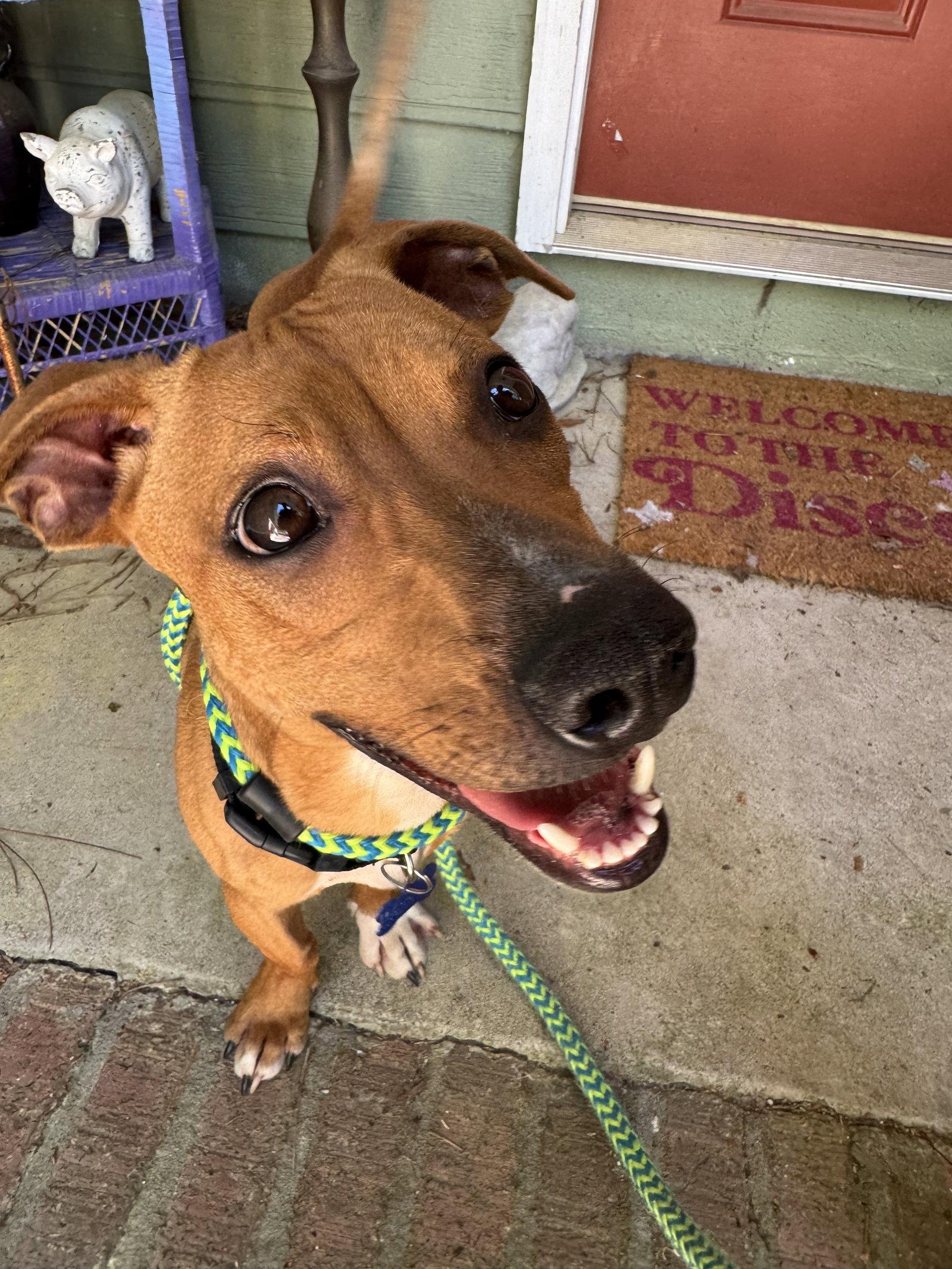 Enlarge Jackson Brown, a Adoptable mixed breed in Alpharetta, GA image 2/3