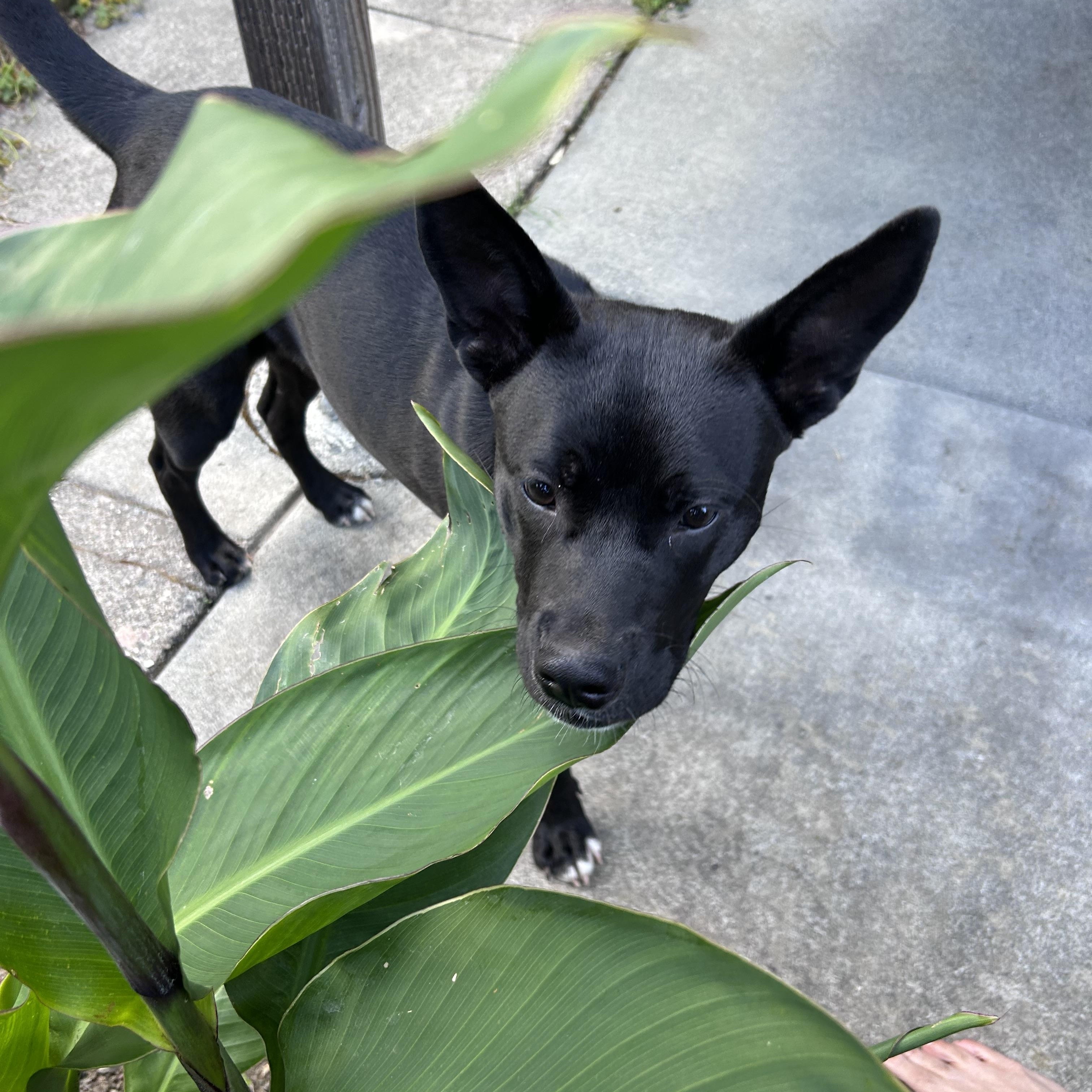 Enlarge Merced, a ADOPTABLE mixed breed in Santa Rosa, CA image 4/6