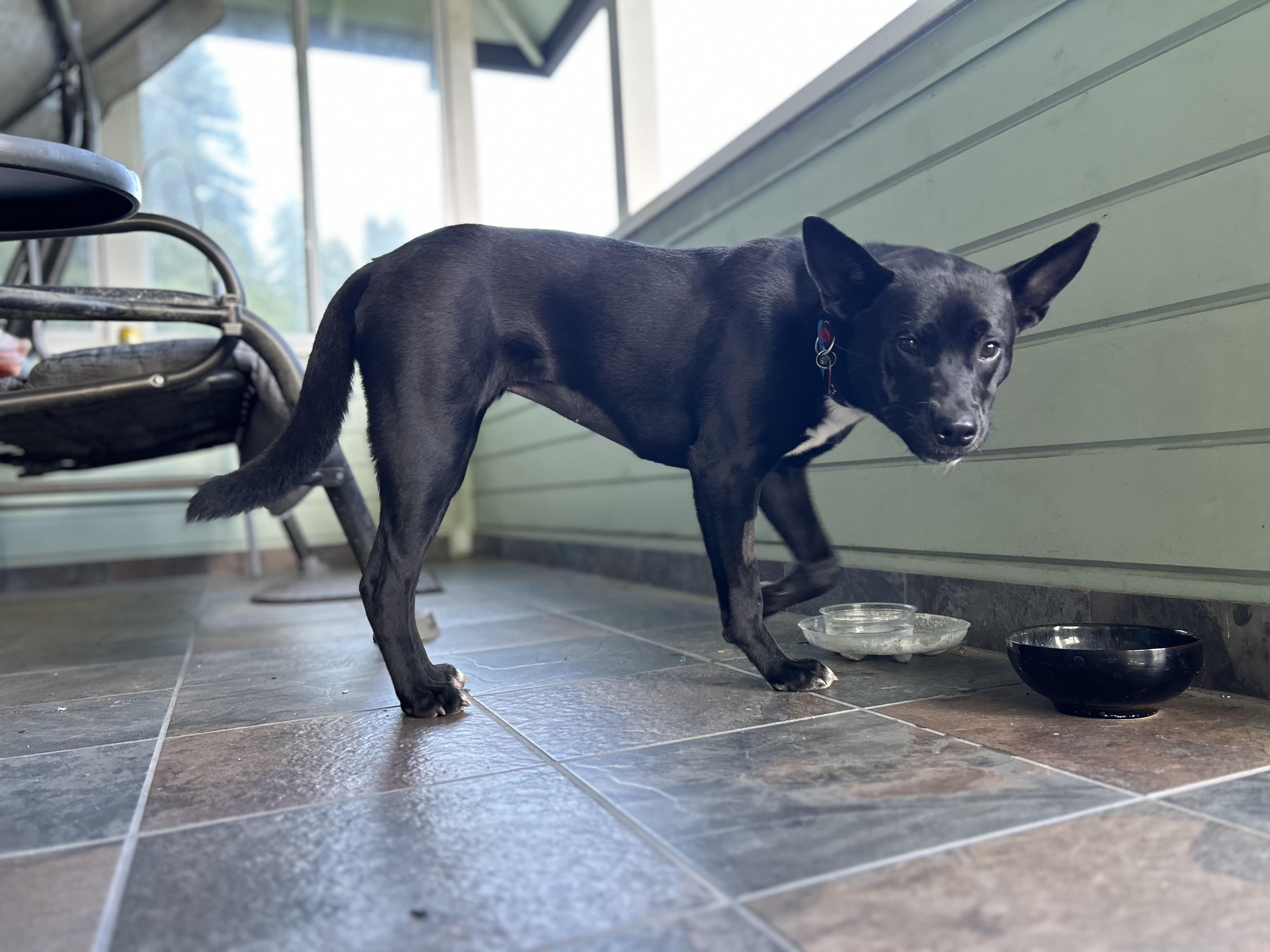 Enlarge Merced, a ADOPTABLE mixed breed in Santa Rosa, CA image 3/6