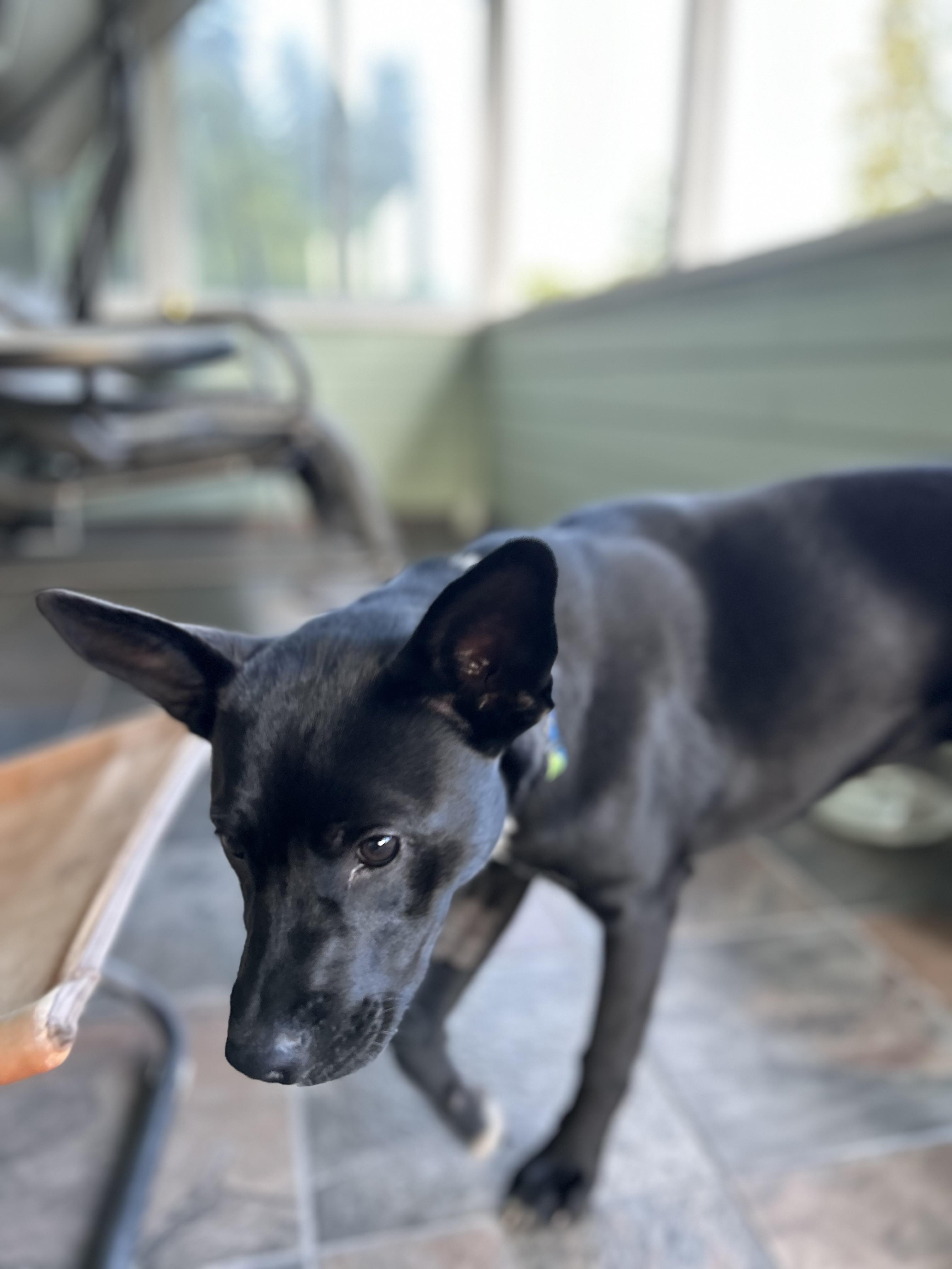 Enlarge Merced, a ADOPTABLE mixed breed in Santa Rosa, CA image 5/6