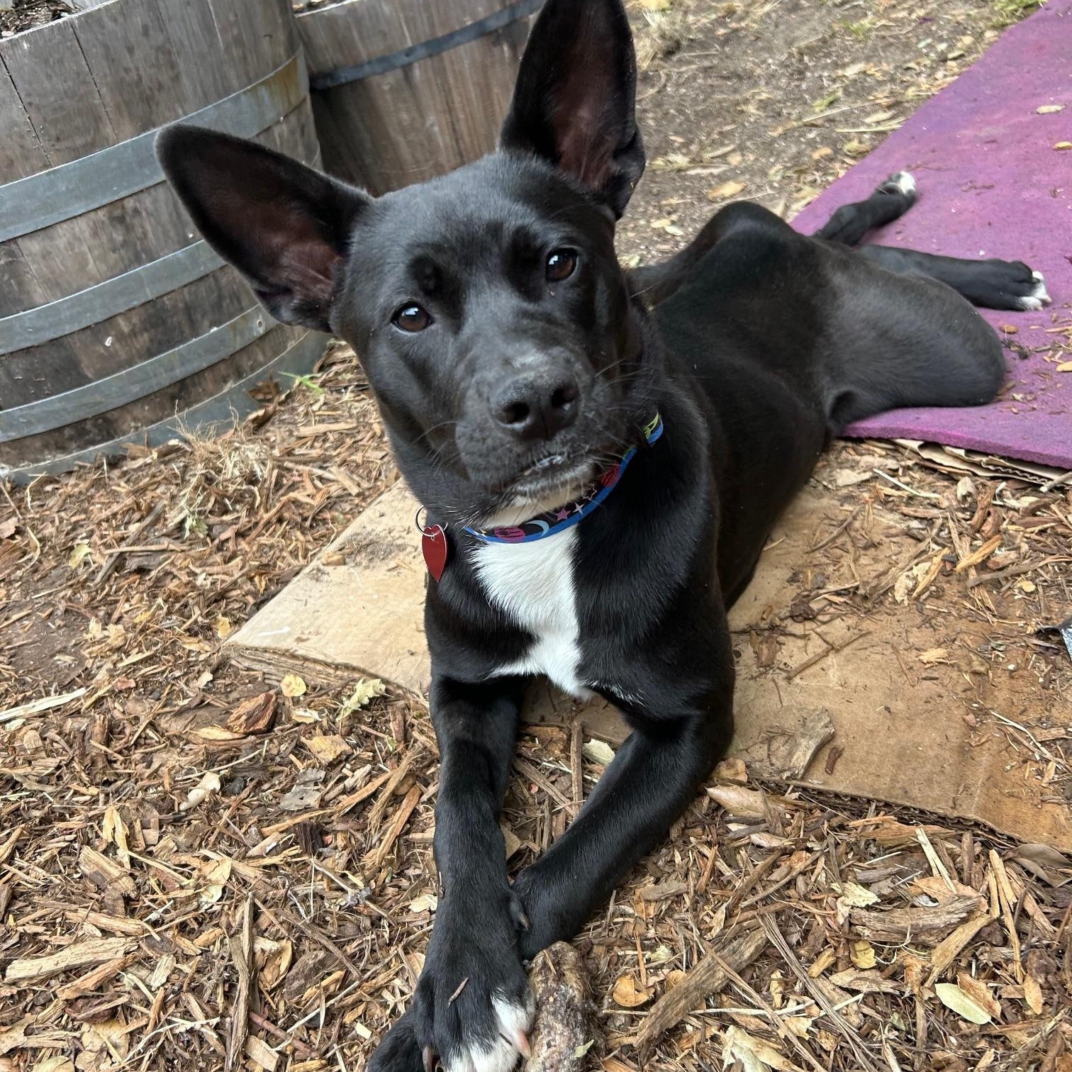 Merced, ADOPTABLE, Young Female Terrier & Labrador Retriever.
