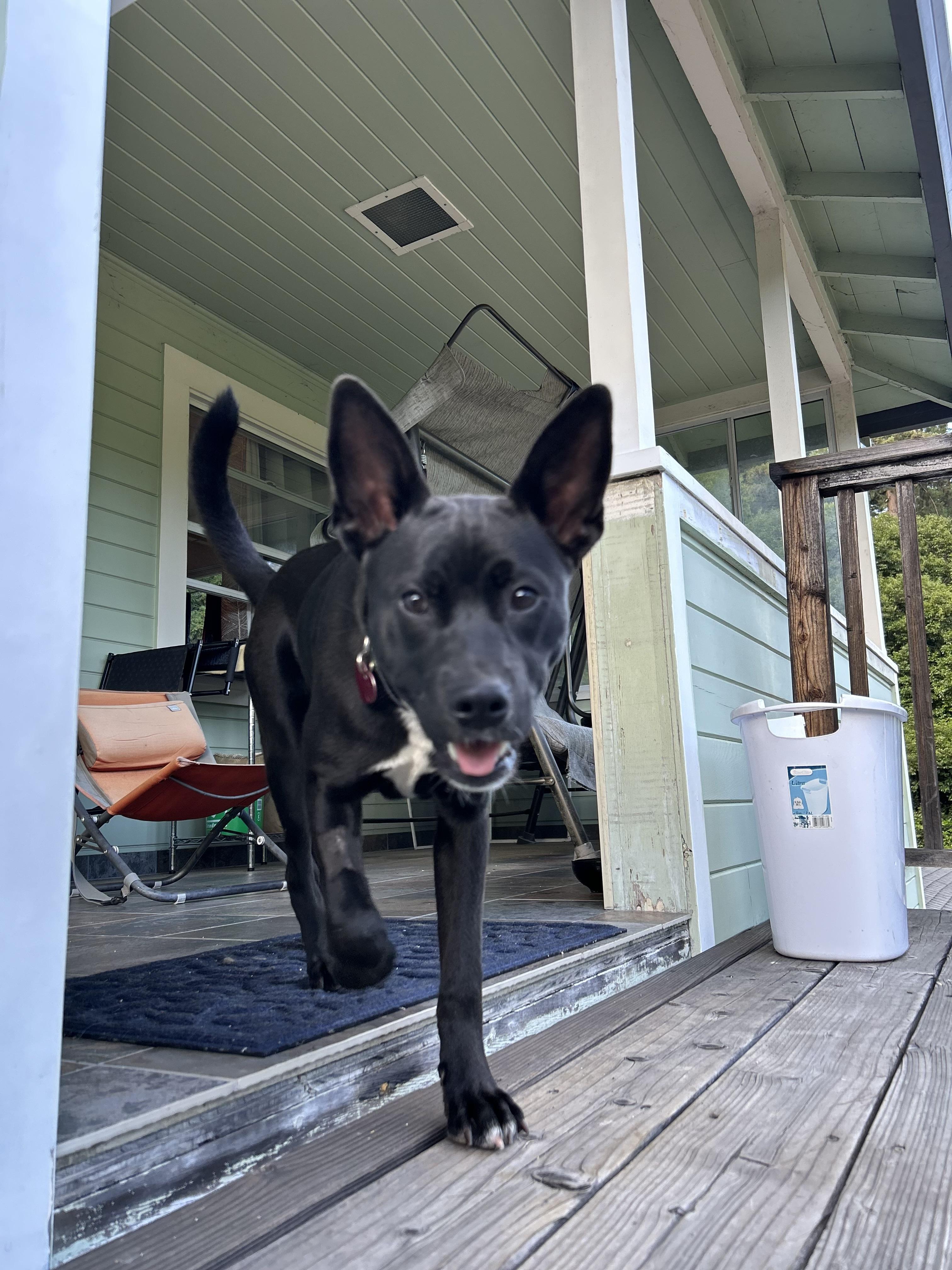 Enlarge Merced, a ADOPTABLE mixed breed in Santa Rosa, CA image 2/6