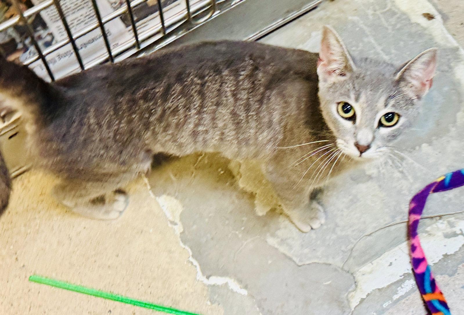 Bonnie, Adopted, Adult Female Domestic Short Hair.