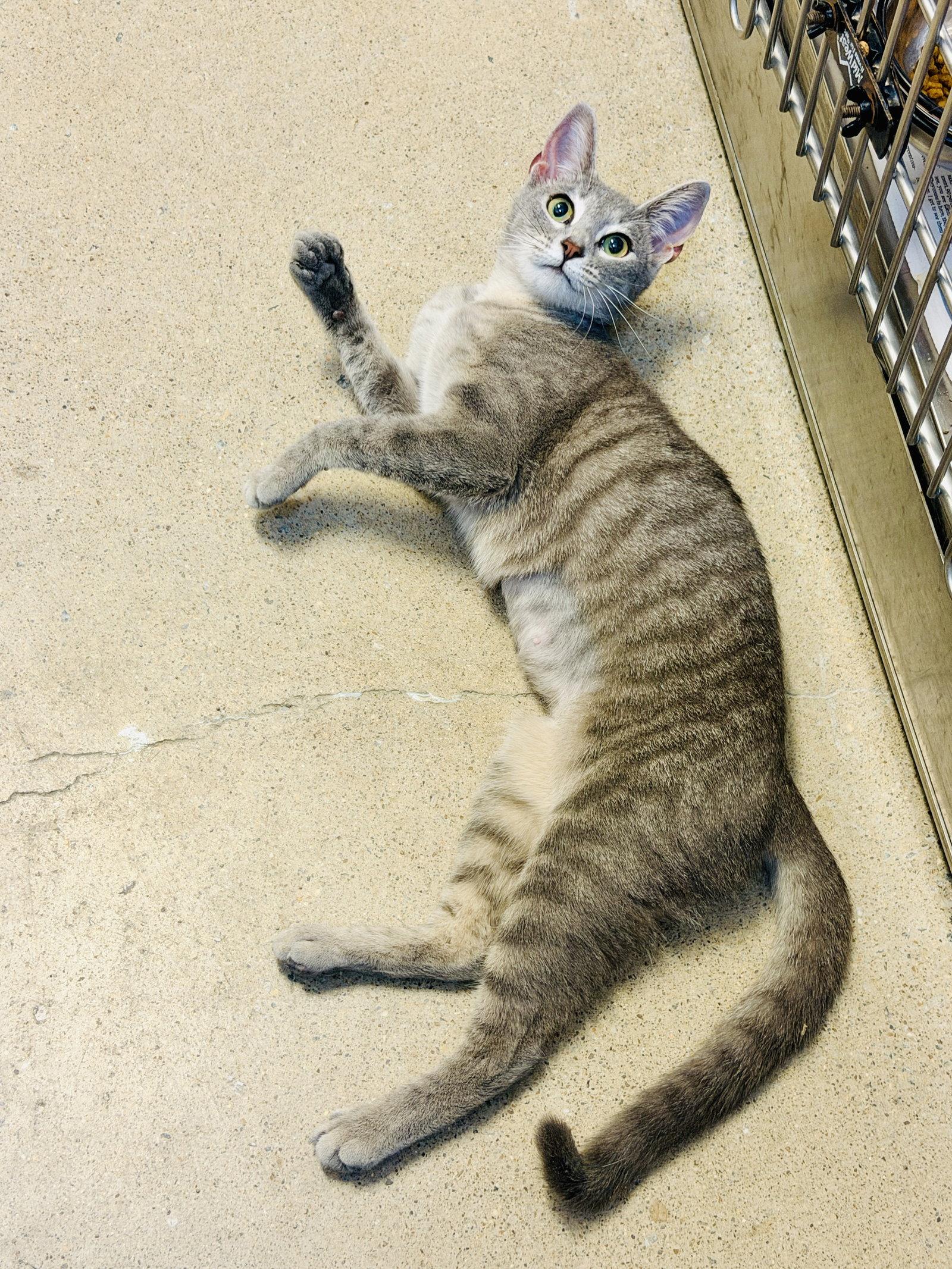 Enlarge Bonnie, a Adopted Domestic Short Hair in Herndon, VA image 2/3