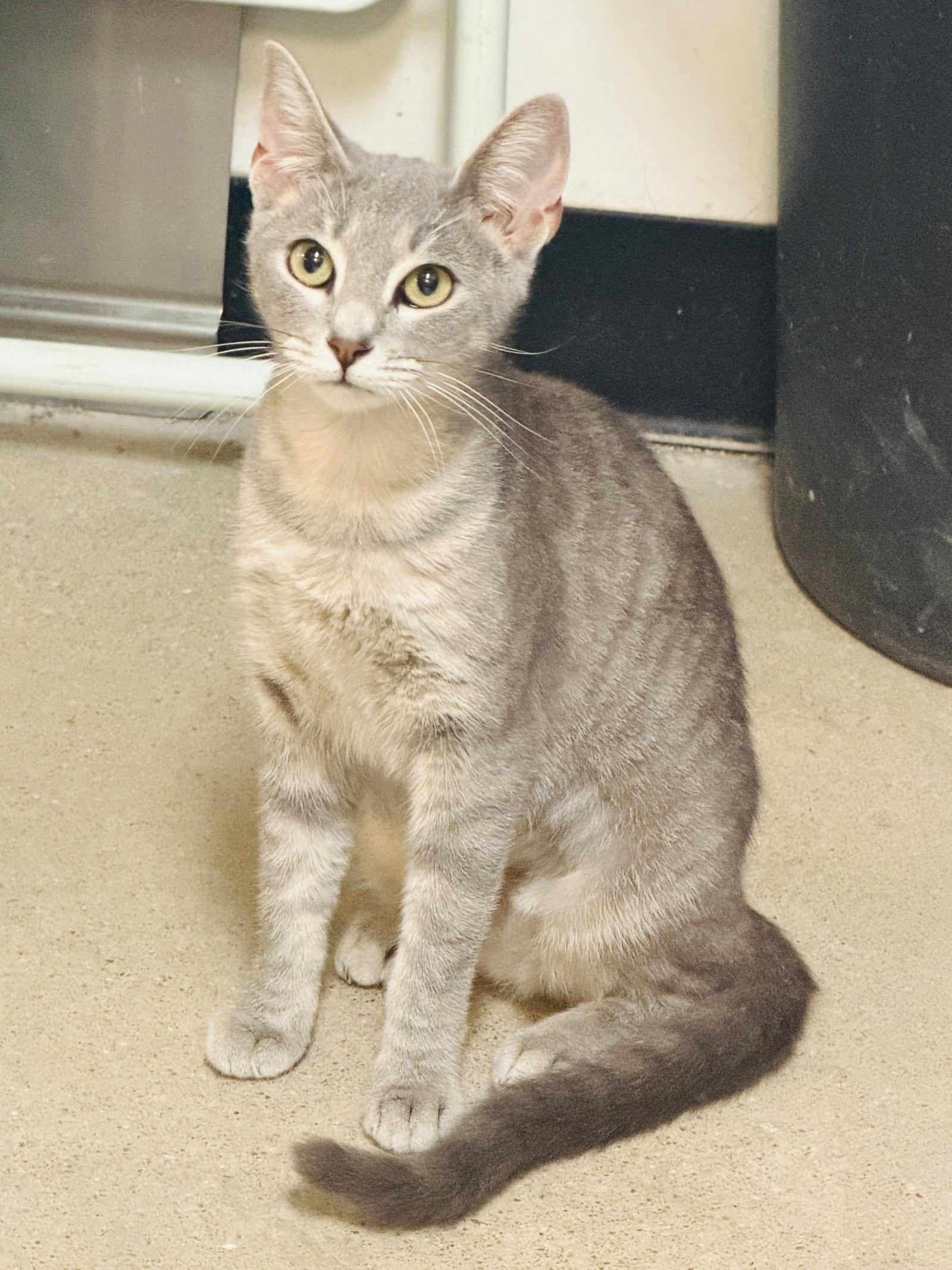Enlarge Bonnie, a Adopted Domestic Short Hair in Herndon, VA image 3/3