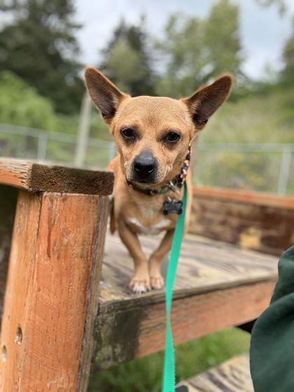 Franky, Adoptable, Senior Male Chihuahua & Dachshund.