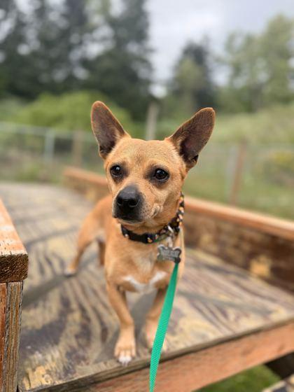 Enlarge Franky, a Adoptable mixed breed in Burlington, WA image 2/3