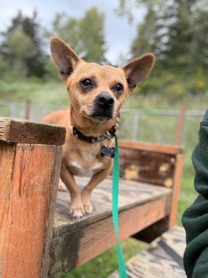 Enlarge Franky, a Adoptable mixed breed in Burlington, WA image 3/3
