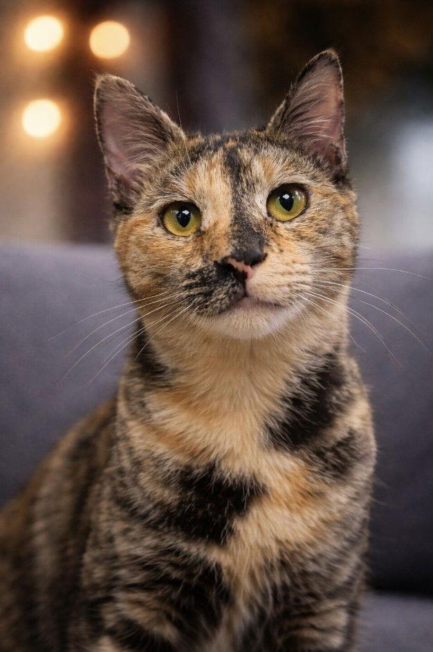 Hootie — thumbnail 2