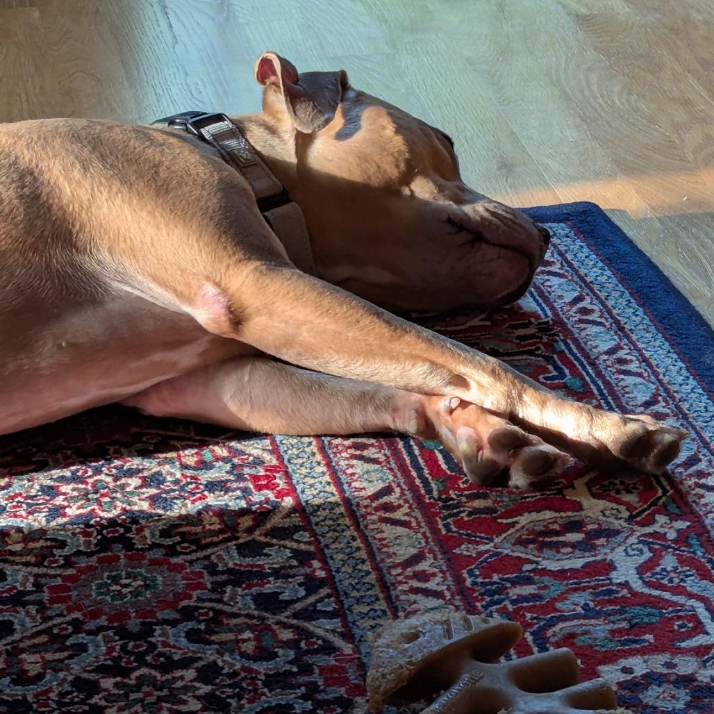 Ginger, Adoptable, Adult Female Pit Bull Terrier & Mixed Breed.