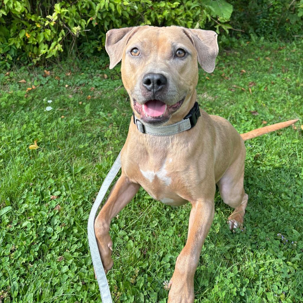 Ginger, a Adoptable mixed breed in Novelty, OH image 2/6