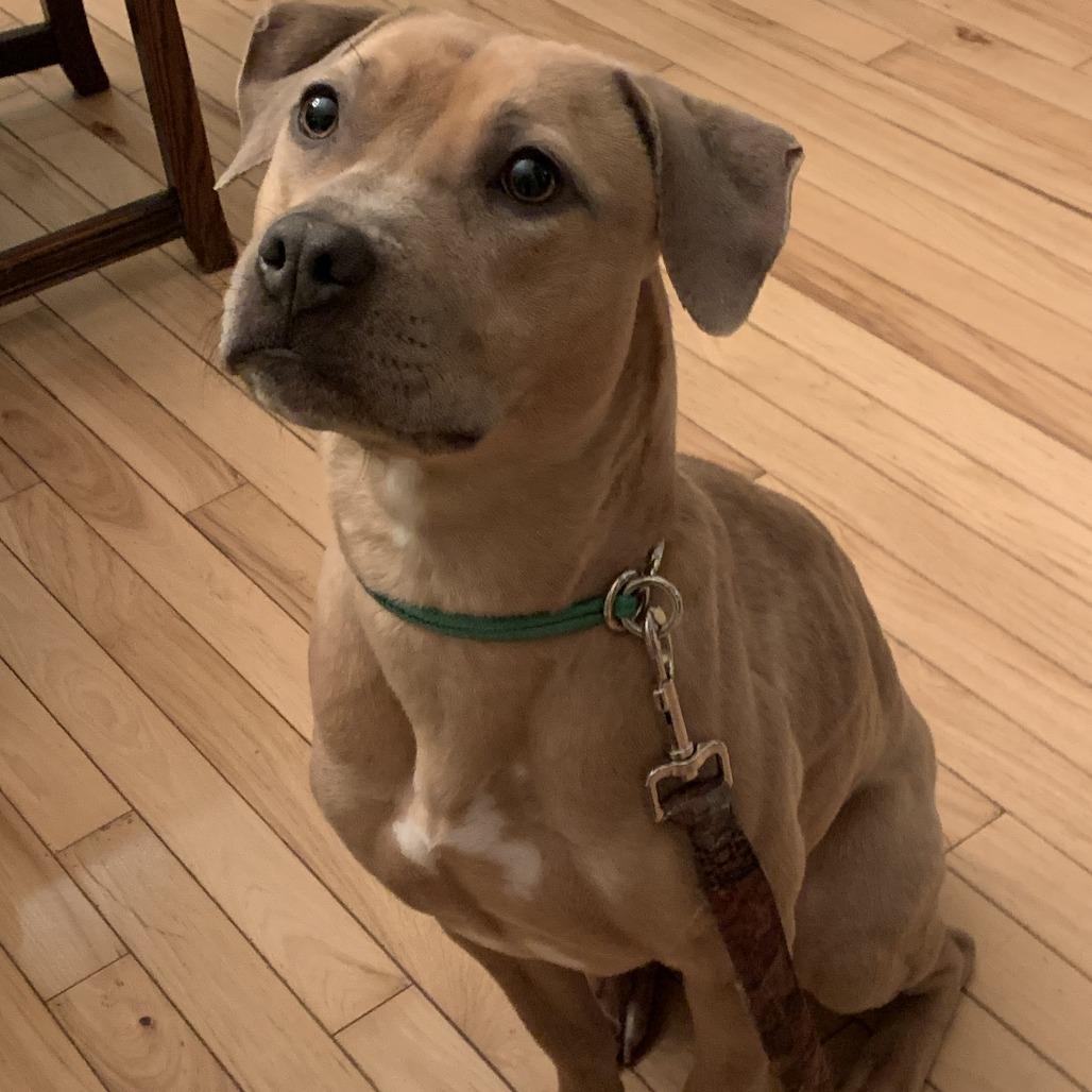 Enlarge Ginger, a Adoptable mixed breed in Novelty, OH image 2/6