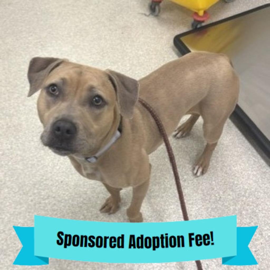 Enlarge Ginger, a Adoptable mixed breed in Novelty, OH image 3/6