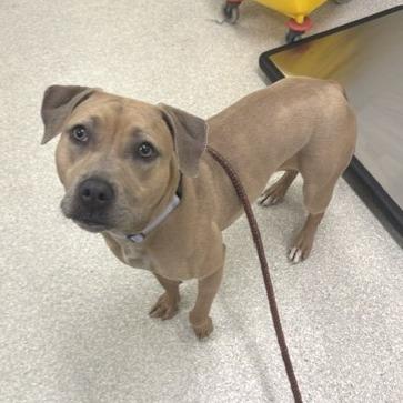 Enlarge Ginger, a Adoptable mixed breed in Novelty, OH image 4/6