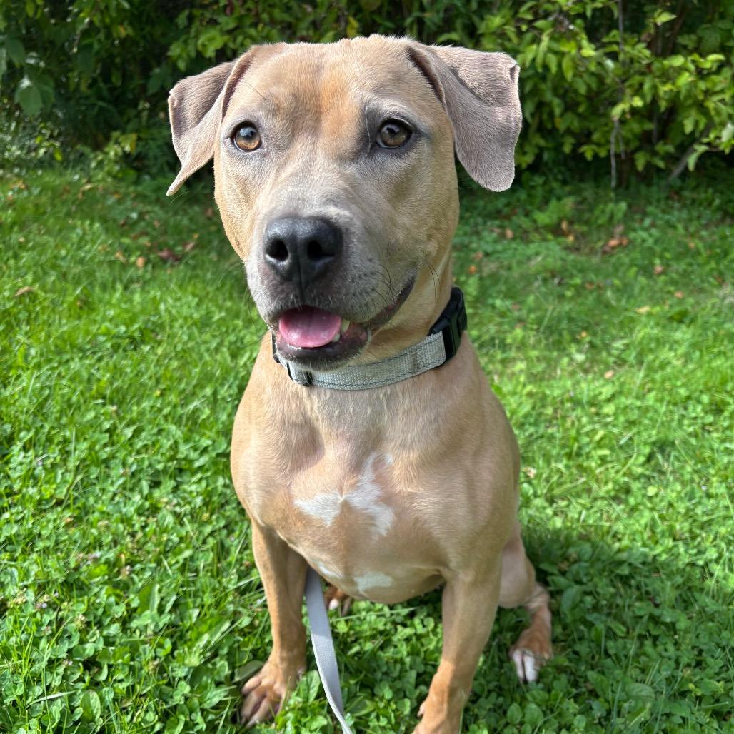 Ginger, a Adoptable mixed breed in Novelty, OH image 5/6