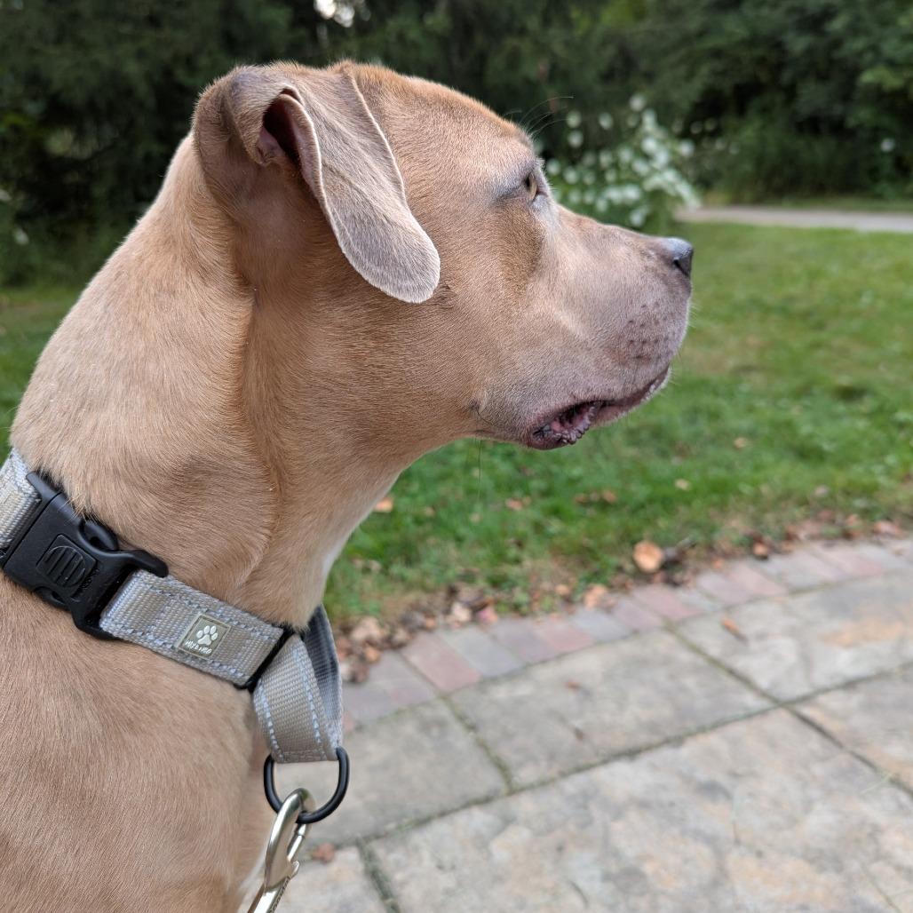 Enlarge Ginger, a Adoptable mixed breed in Novelty, OH image 6/6