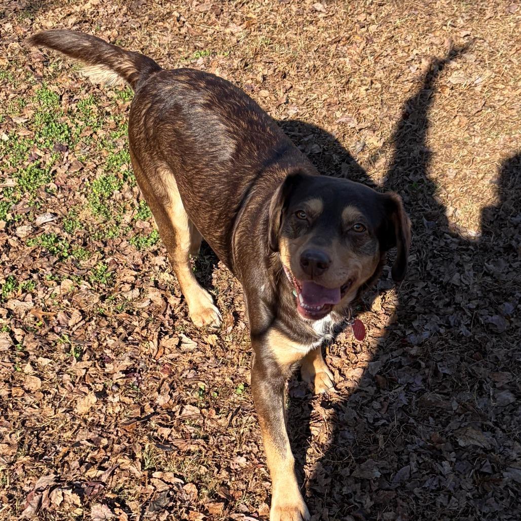 Vayda, Adoptable, Adult Female Hound & Catahoula Leopard Dog.