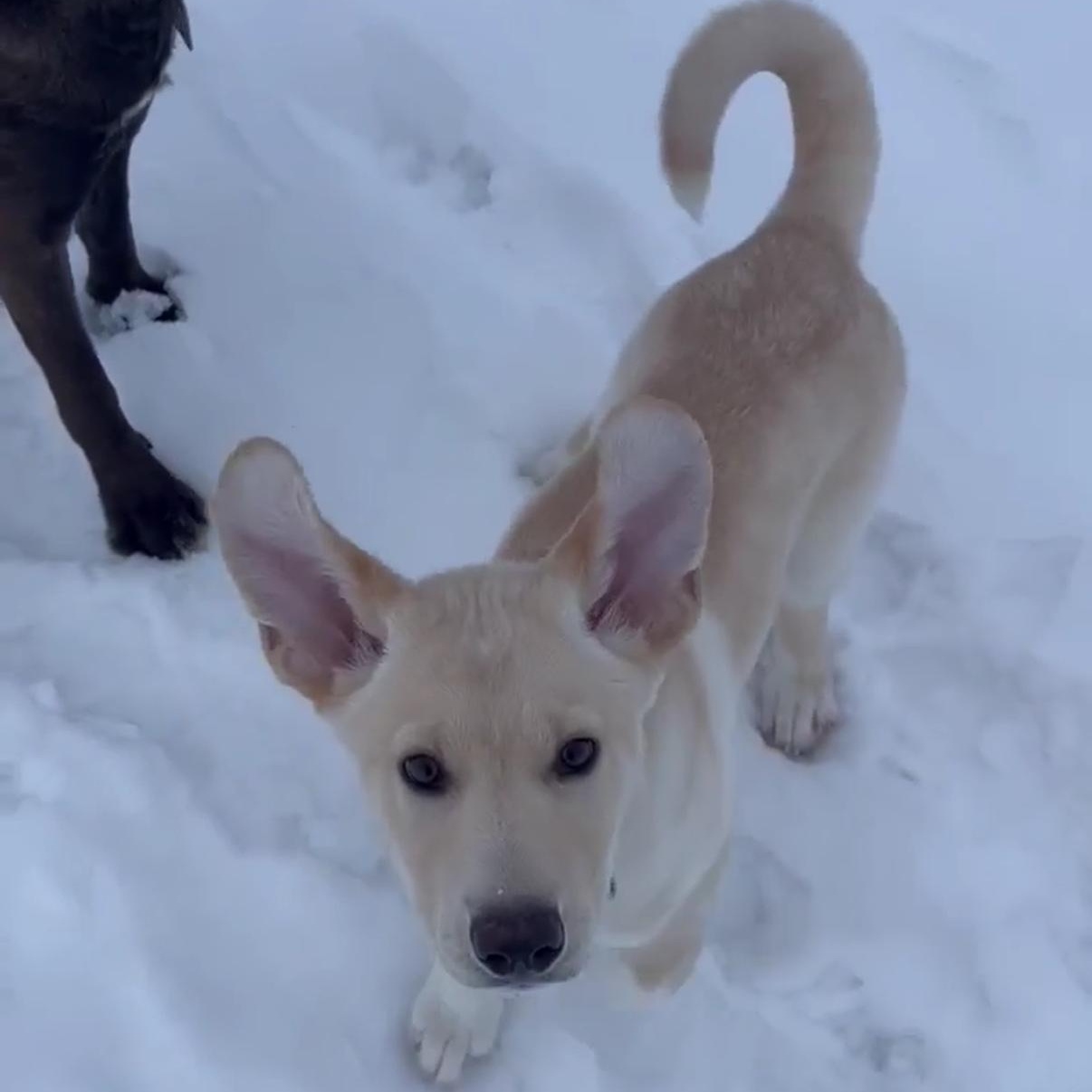 Enlarge Joy, a Adoptable mixed breed in Winnipeg, MB image 4/5