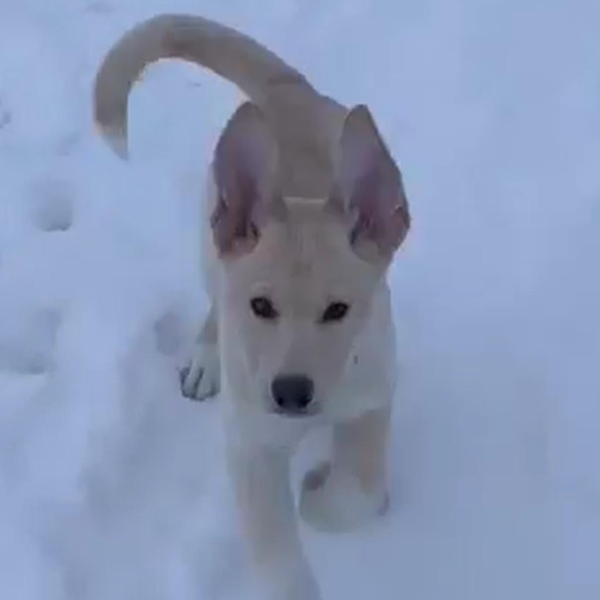 Enlarge Joy, a Adoptable mixed breed in Winnipeg, MB image 5/5