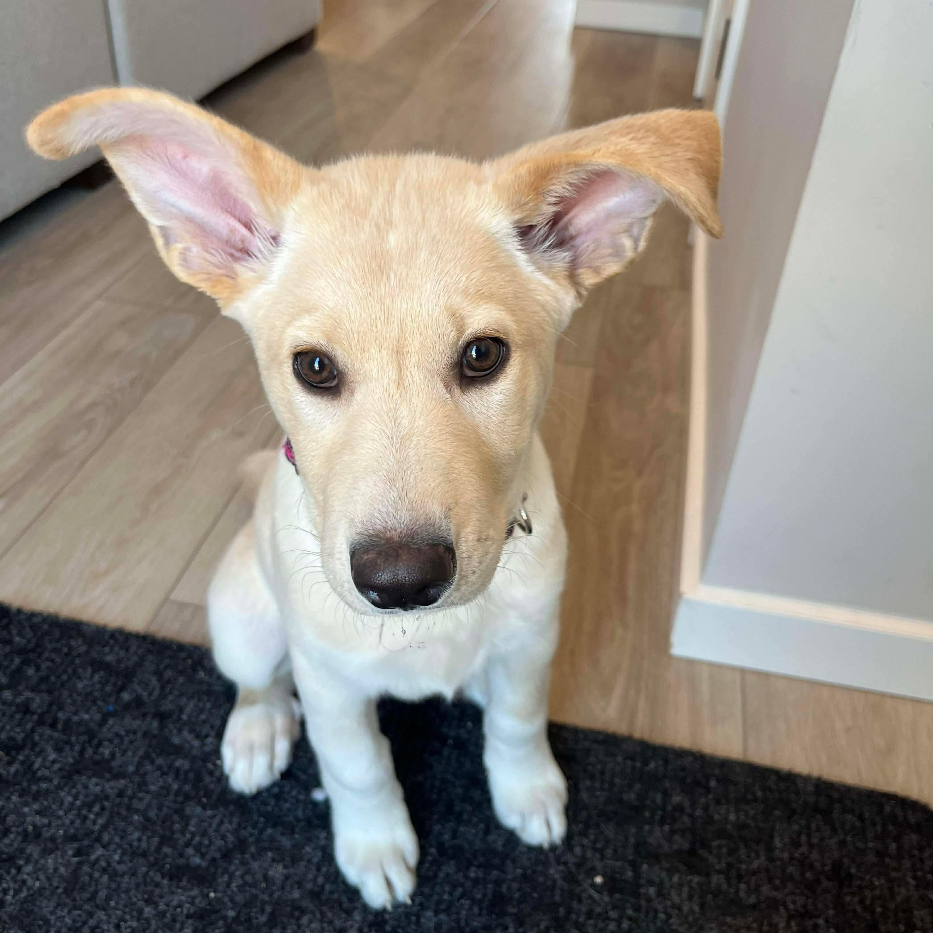 Enlarge Joy, a Adoptable mixed breed in Winnipeg, MB image 1/5