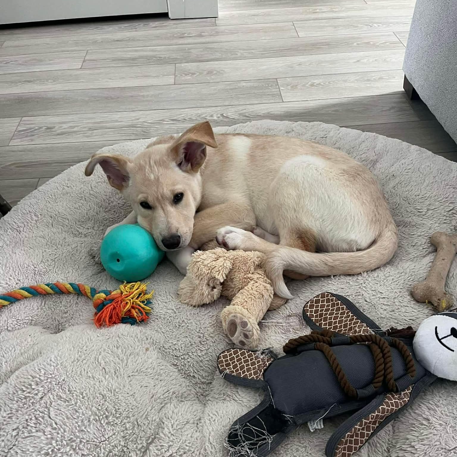 Enlarge Joy, a Adoptable mixed breed in Winnipeg, MB image 2/5