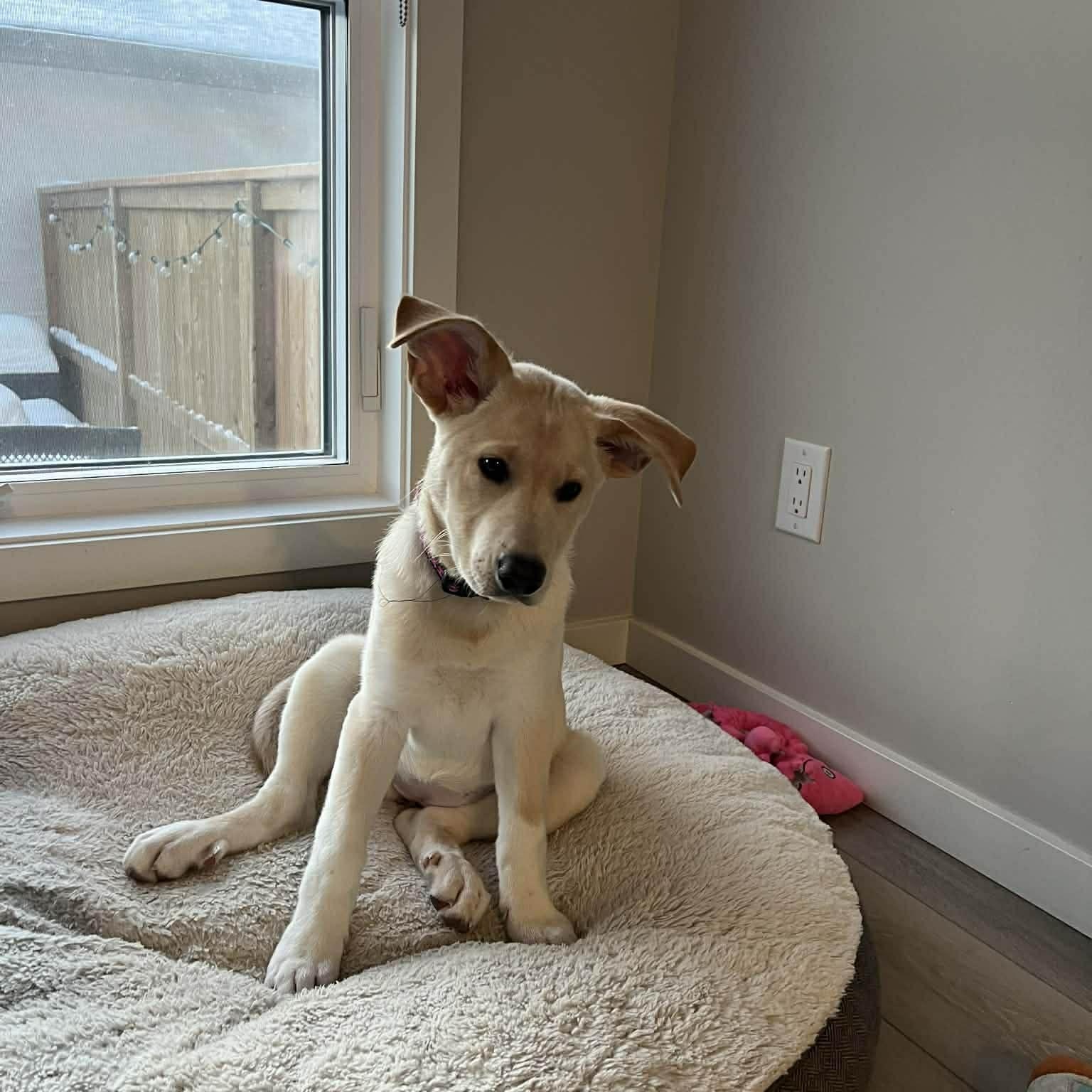 Enlarge Joy, a Adoptable mixed breed in Winnipeg, MB image 3/5