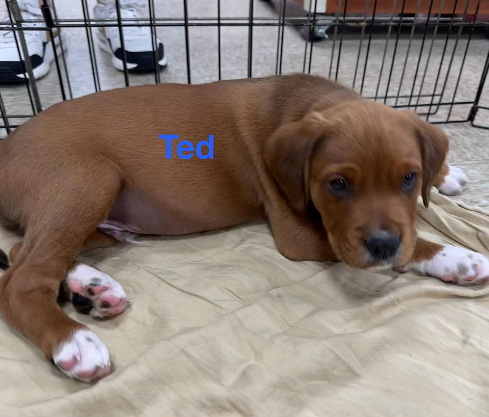 Enlarge Ted, a Adopted Australian Shepherd in Union Beach, NJ image 1/1
