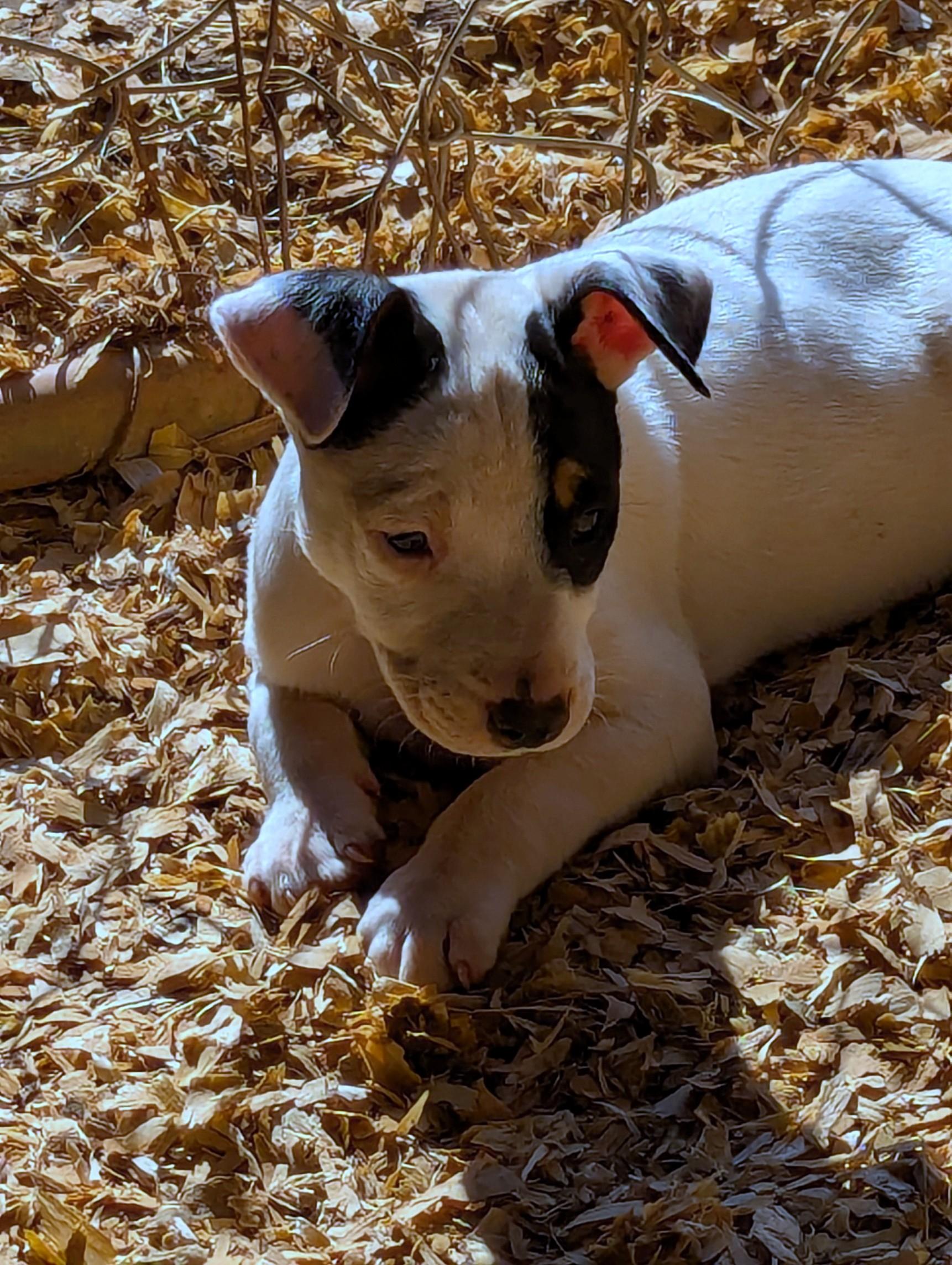 Enlarge Flick, an adopted mixed breed in Milner, GA image 5/6