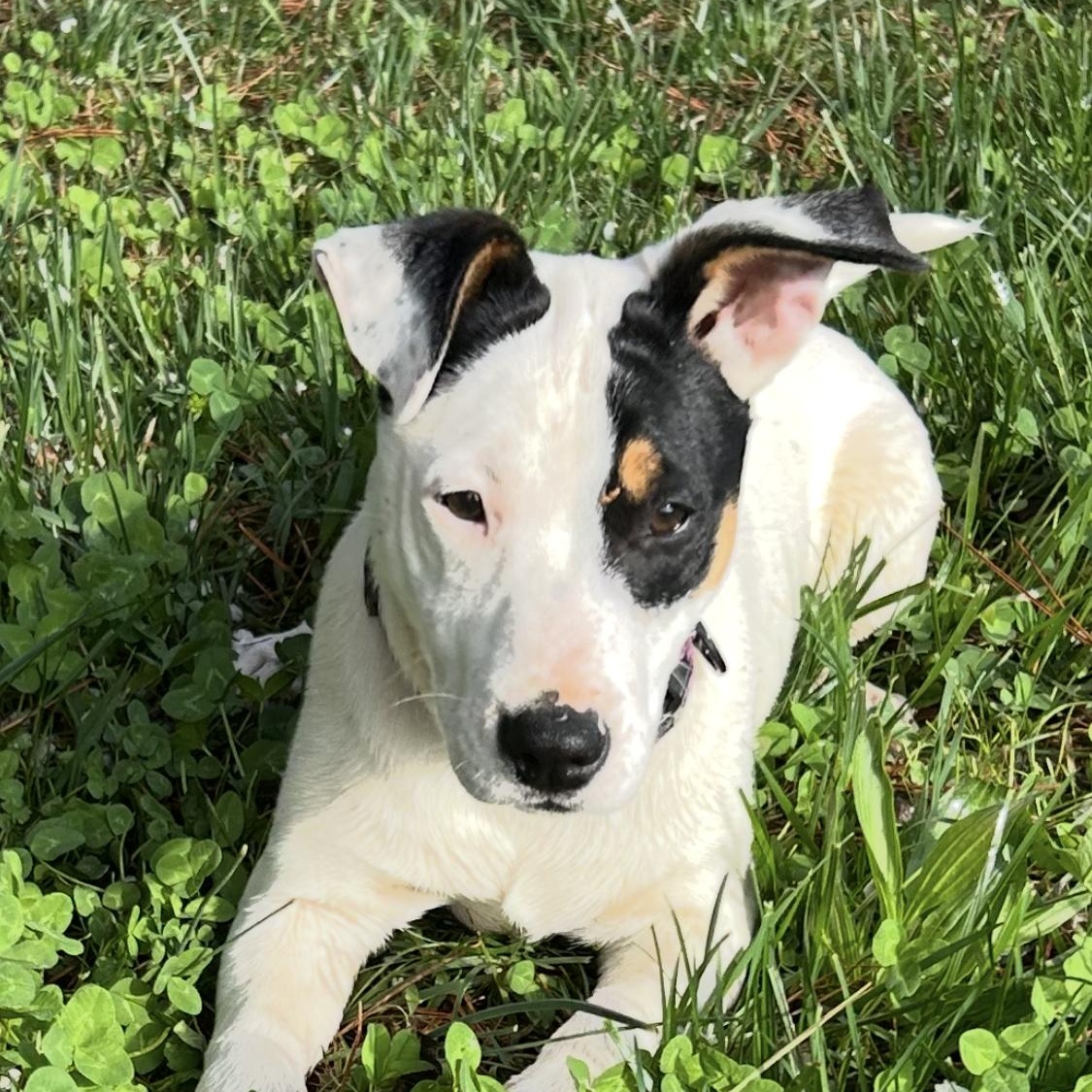 Flick, adopted, Puppy Male Terrier & Jack Russell Terrier.