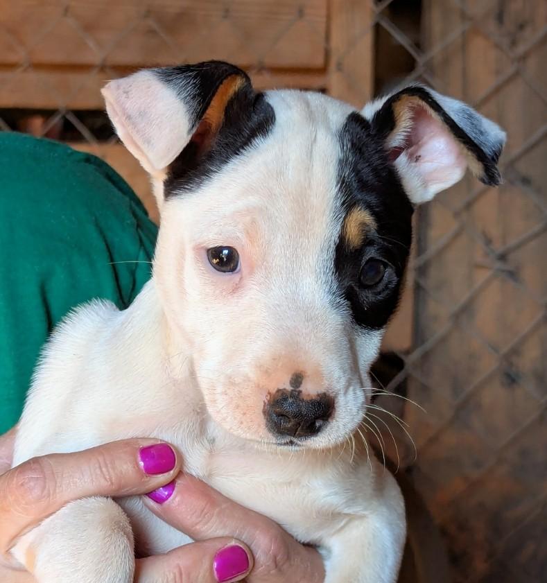 Enlarge Flick, an adopted mixed breed in Milner, GA image 3/6