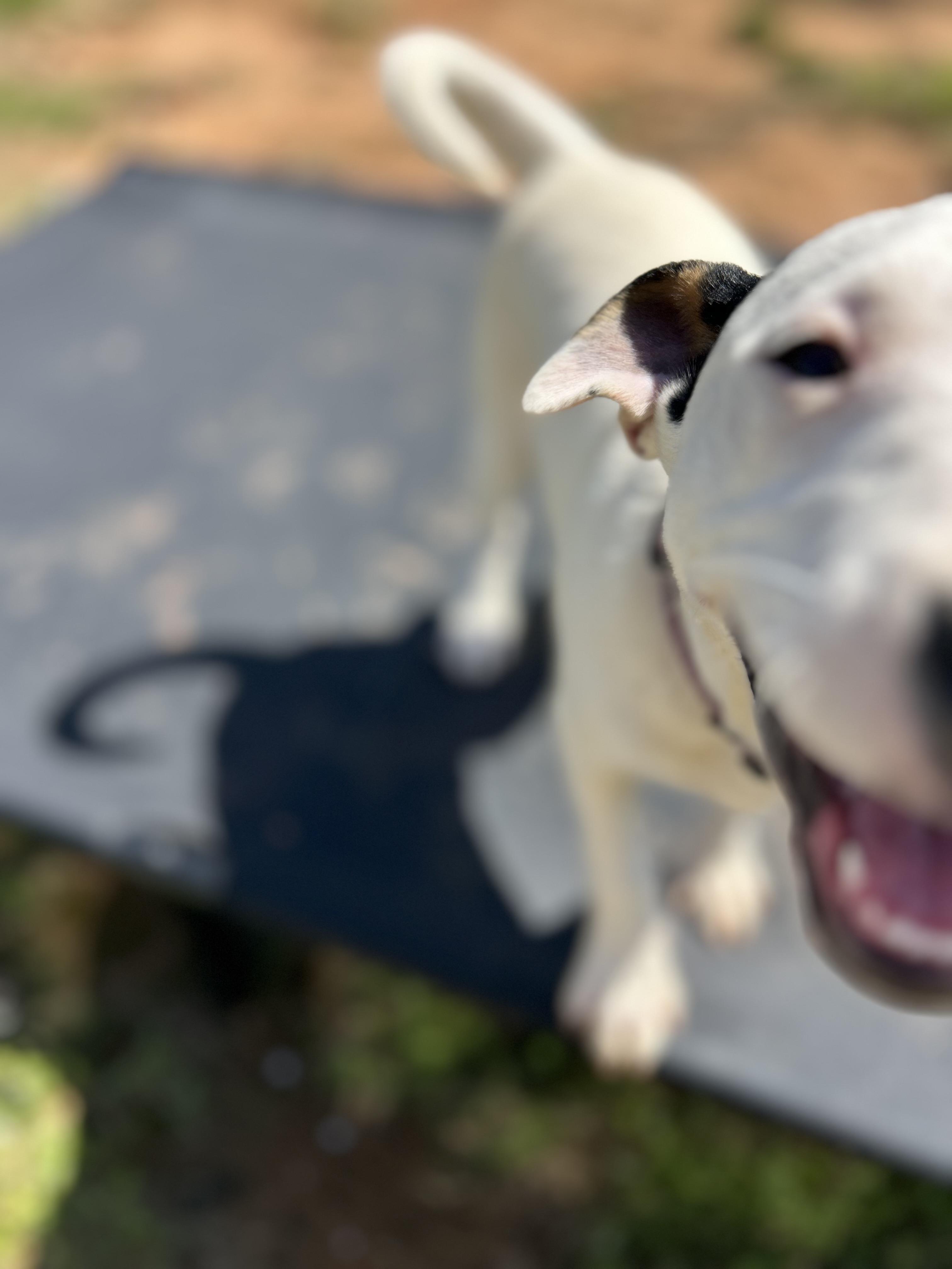 Enlarge Flick, an adopted mixed breed in Milner, GA image 2/6