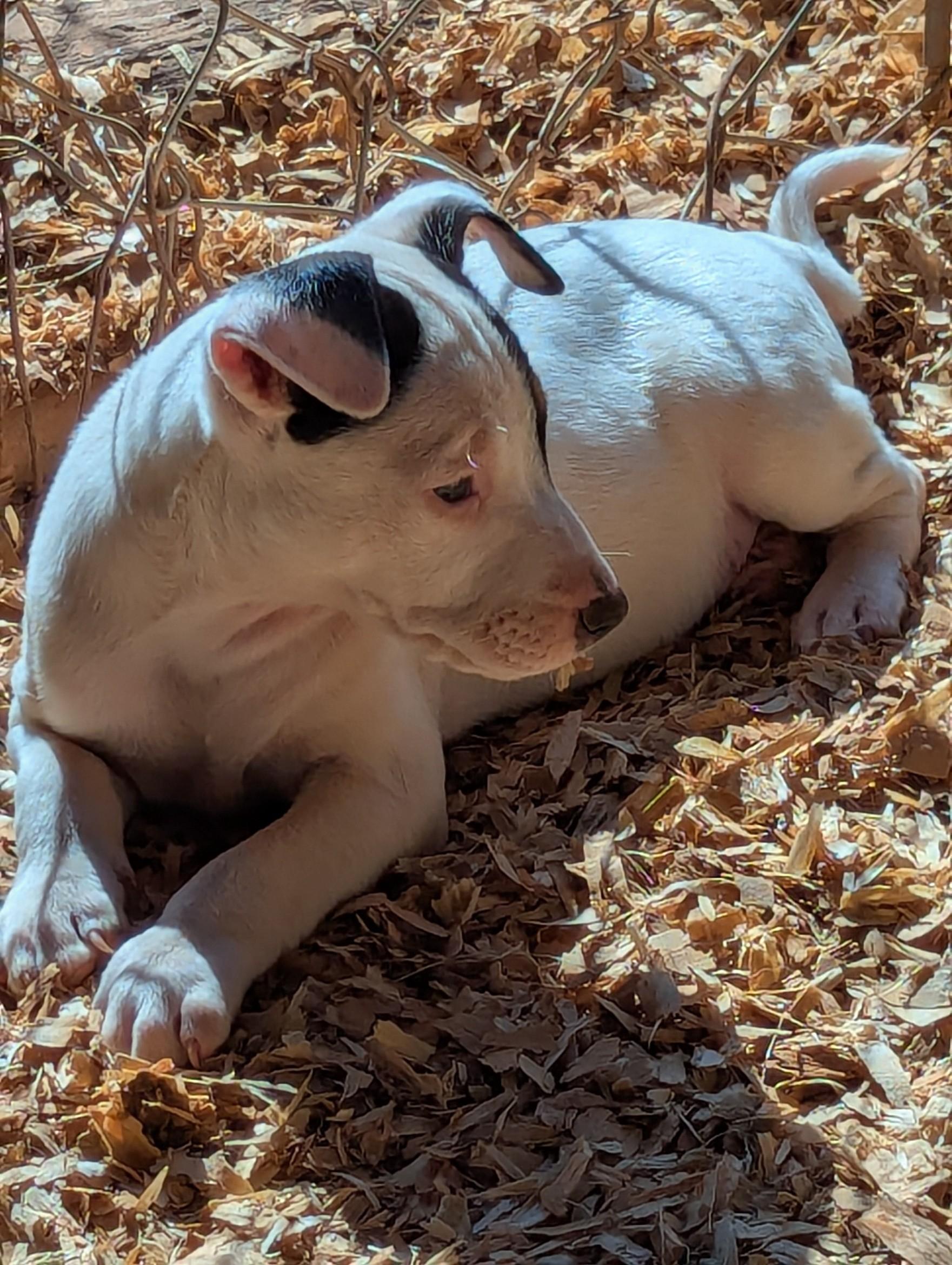 Enlarge Flick, an adopted mixed breed in Milner, GA image 4/6