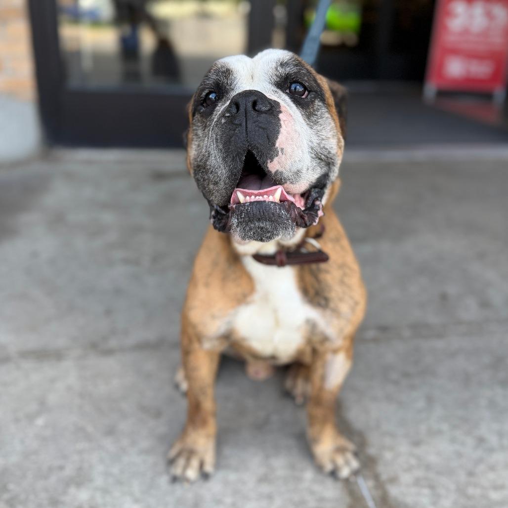 Bravo, Adoptable, Adult Male English Bulldog & Mixed Breed.