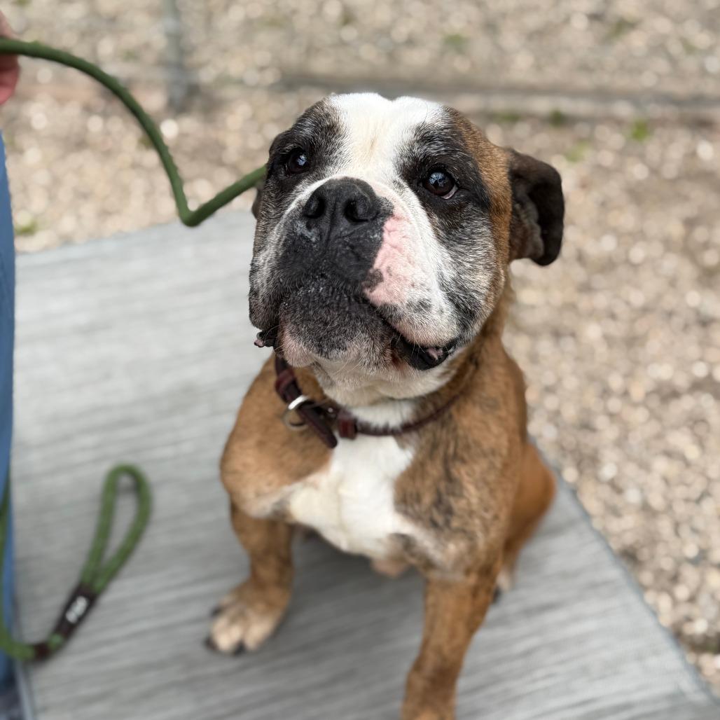 Bravo, a Adoptable mixed breed in Madison, WI image 2/4